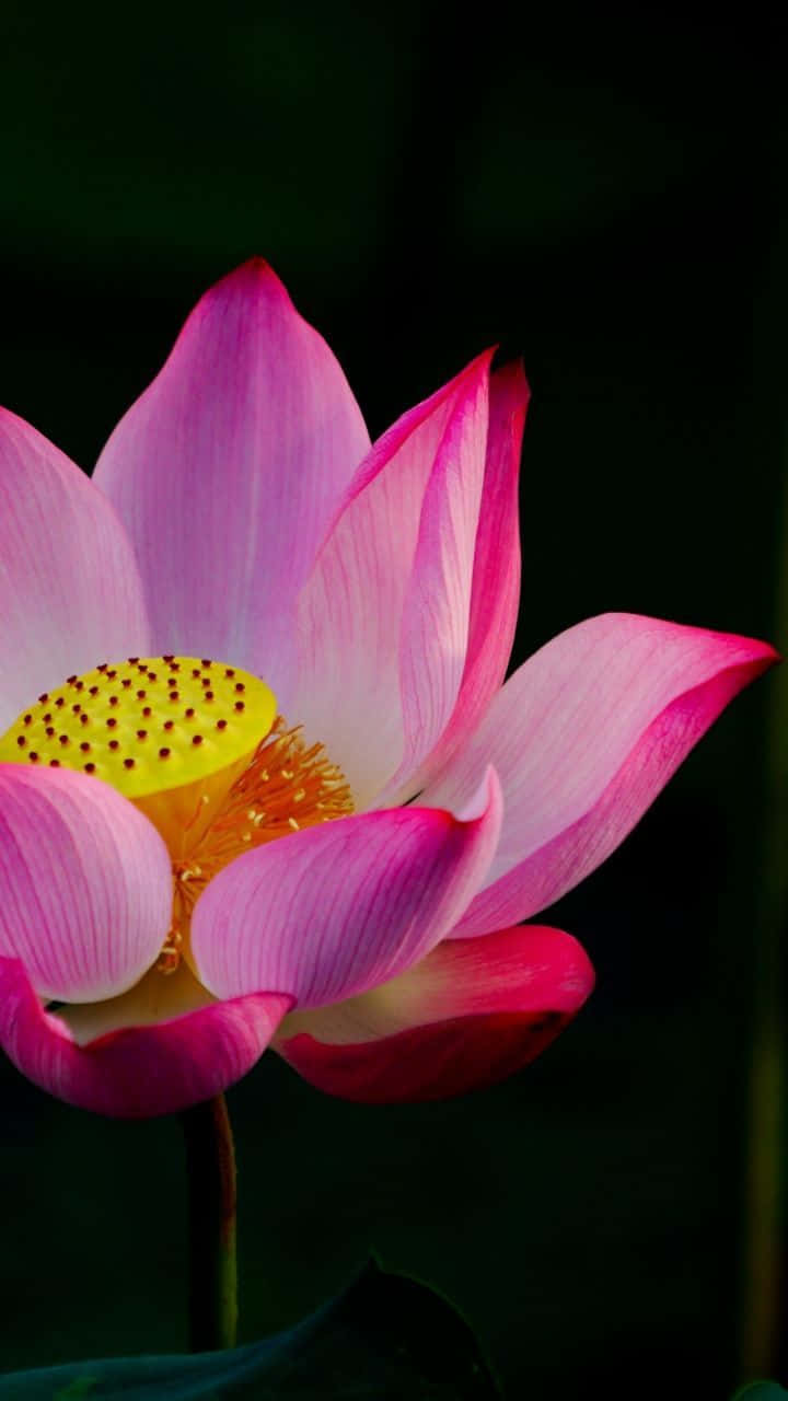 Blooming Lotus Flower on a Serene Pond