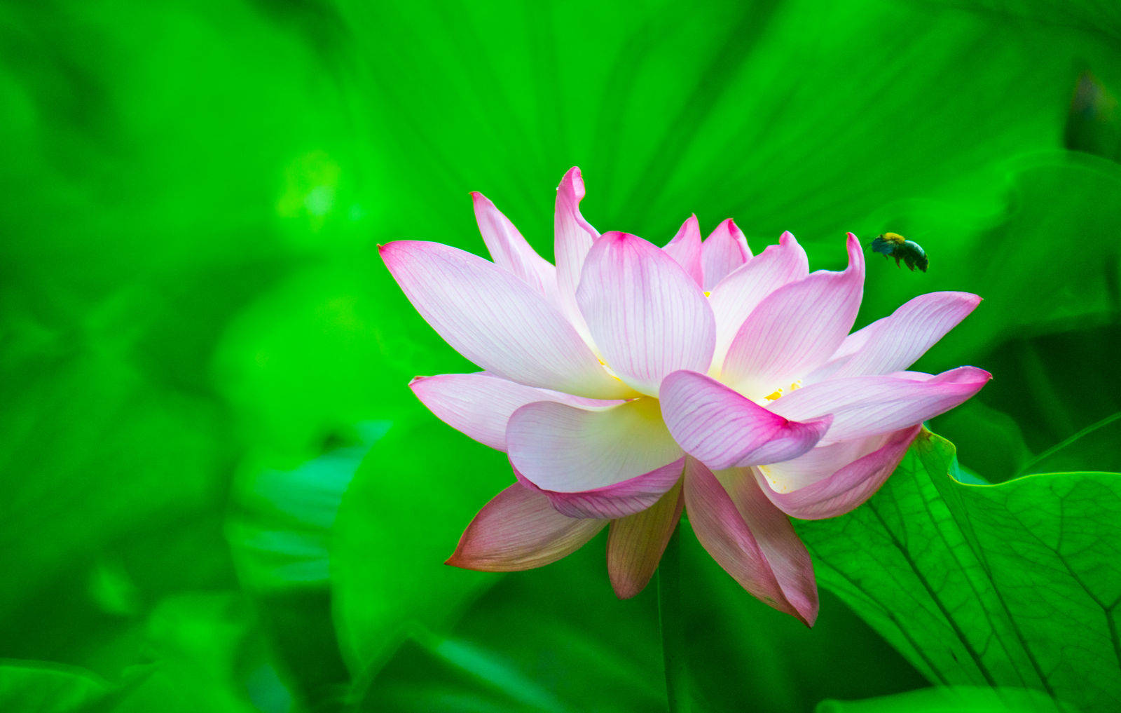 Lotus Flower And Greens Wallpaper