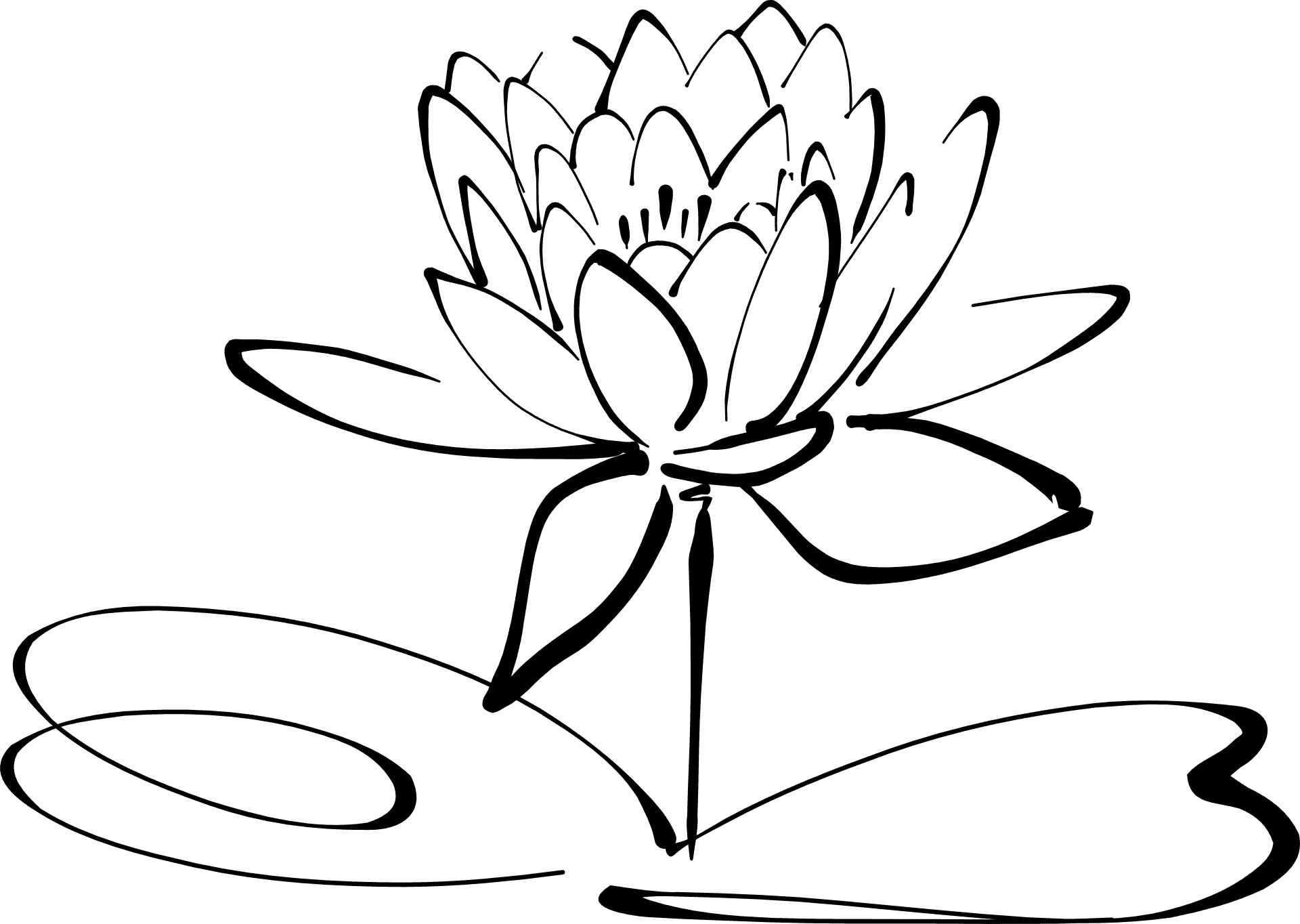 Lotus Flower Line Art Clipart PNG