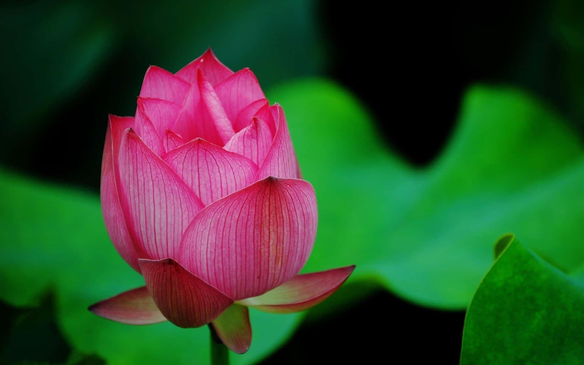 Enfrisk Lotusblomst Blomstrer I Strømmen.