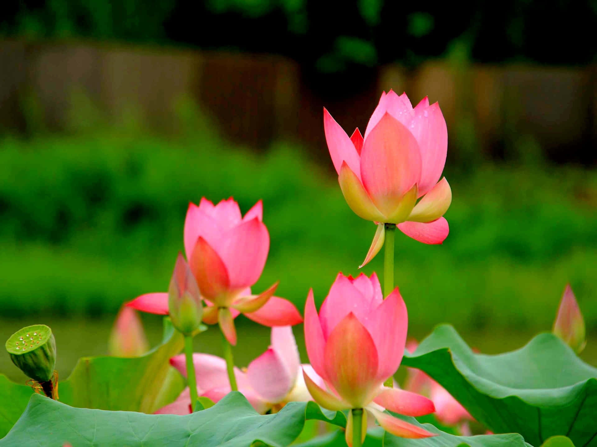A gorgeous pink Lotus Flower in full bloom.