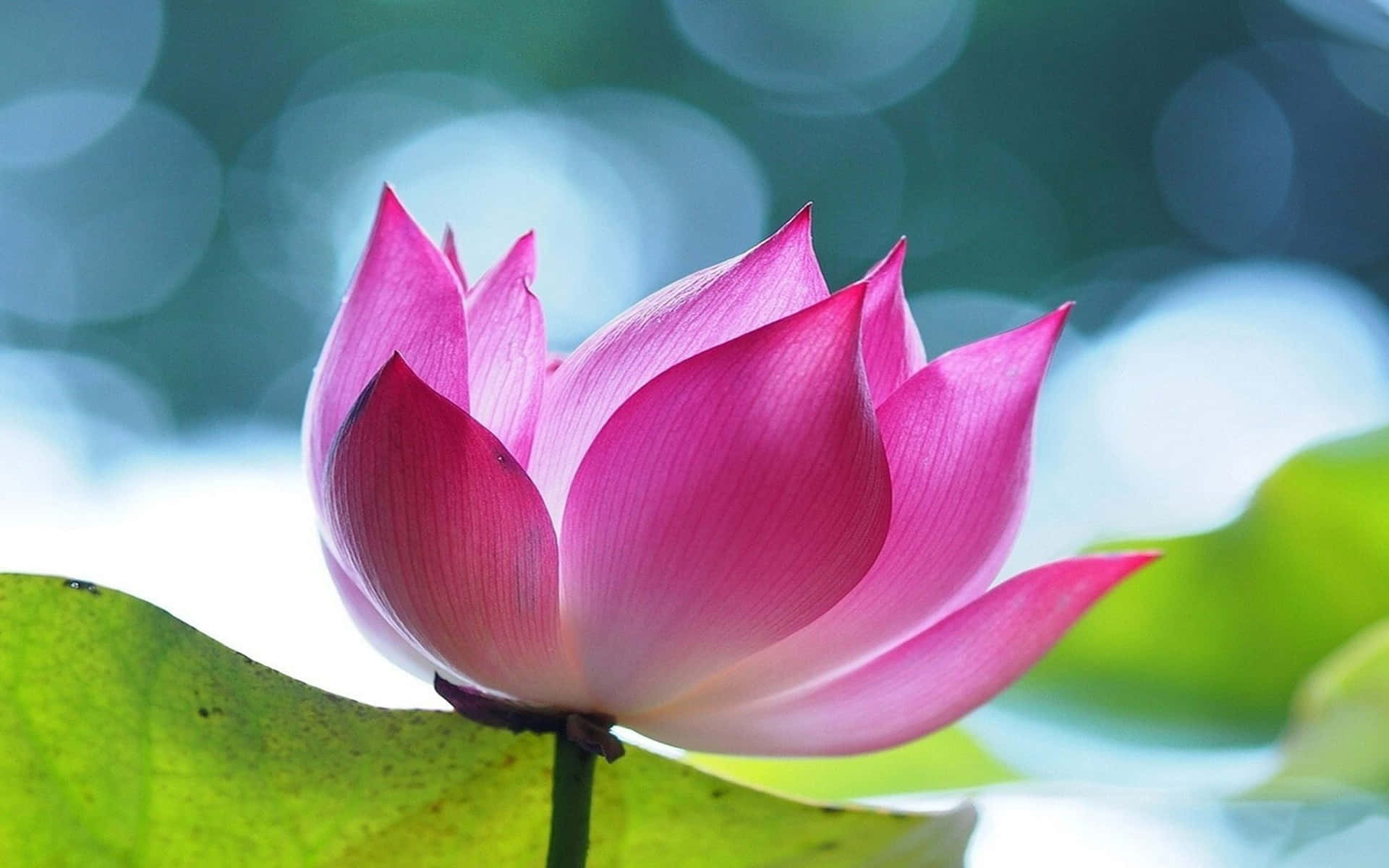 A Pink Lotus Flower Is Sitting On A Leaf
