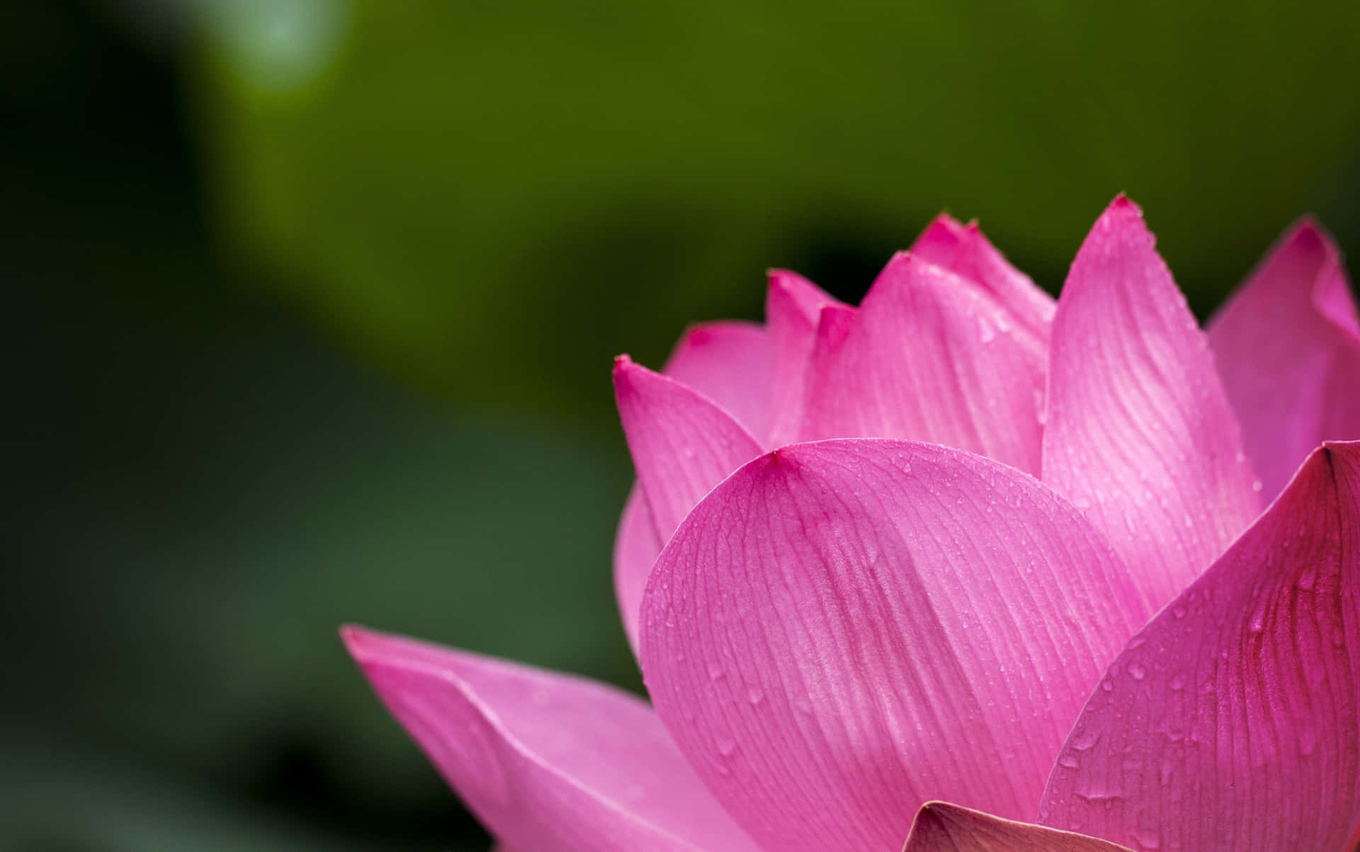 A Pink Lotus Flower With Water Drops On It