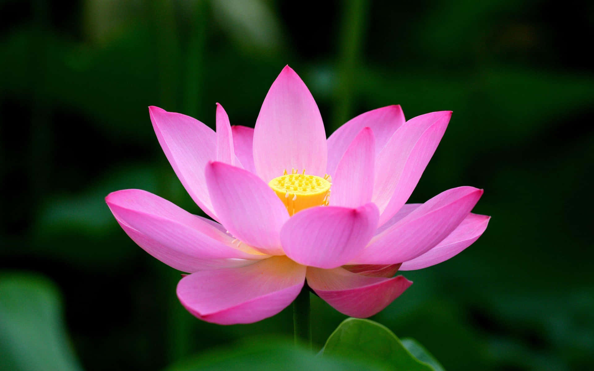 A beautiful lotus flower in the middle of a lake.