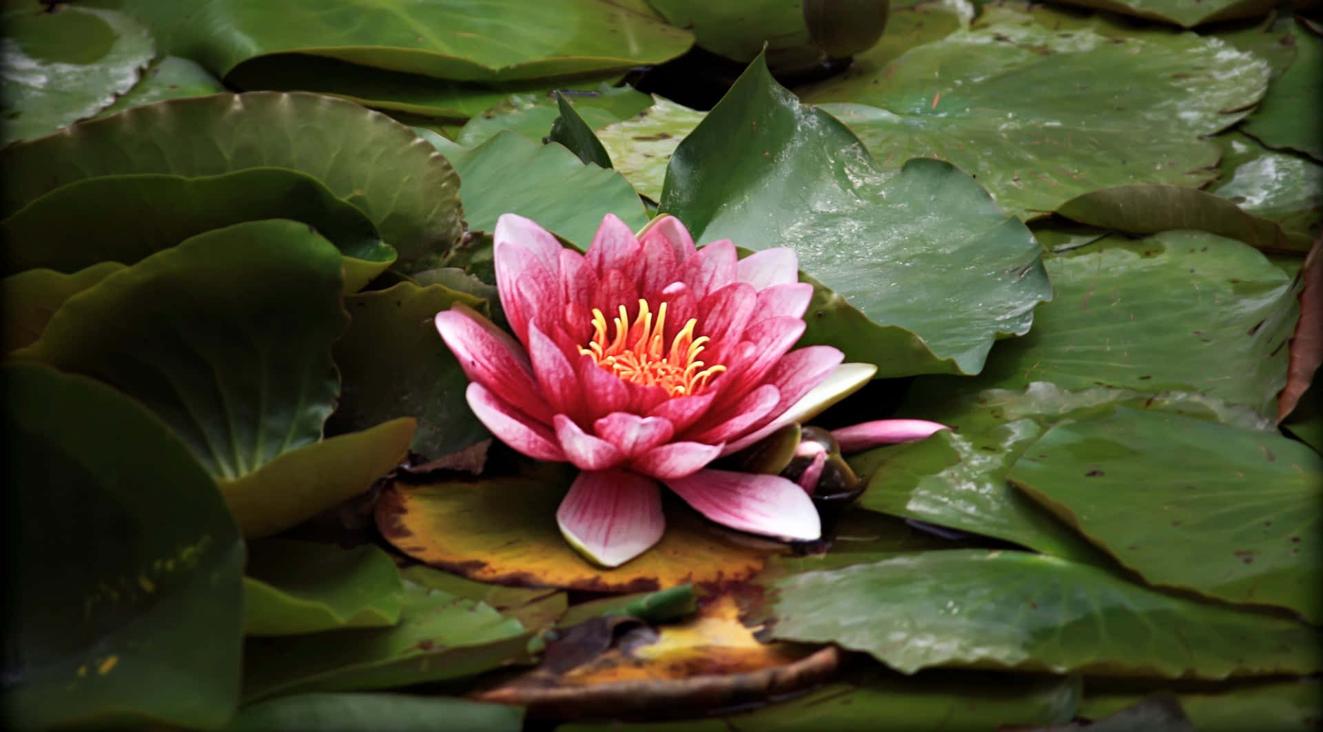 A Pink Water Lily In A Pond With Green Leaves