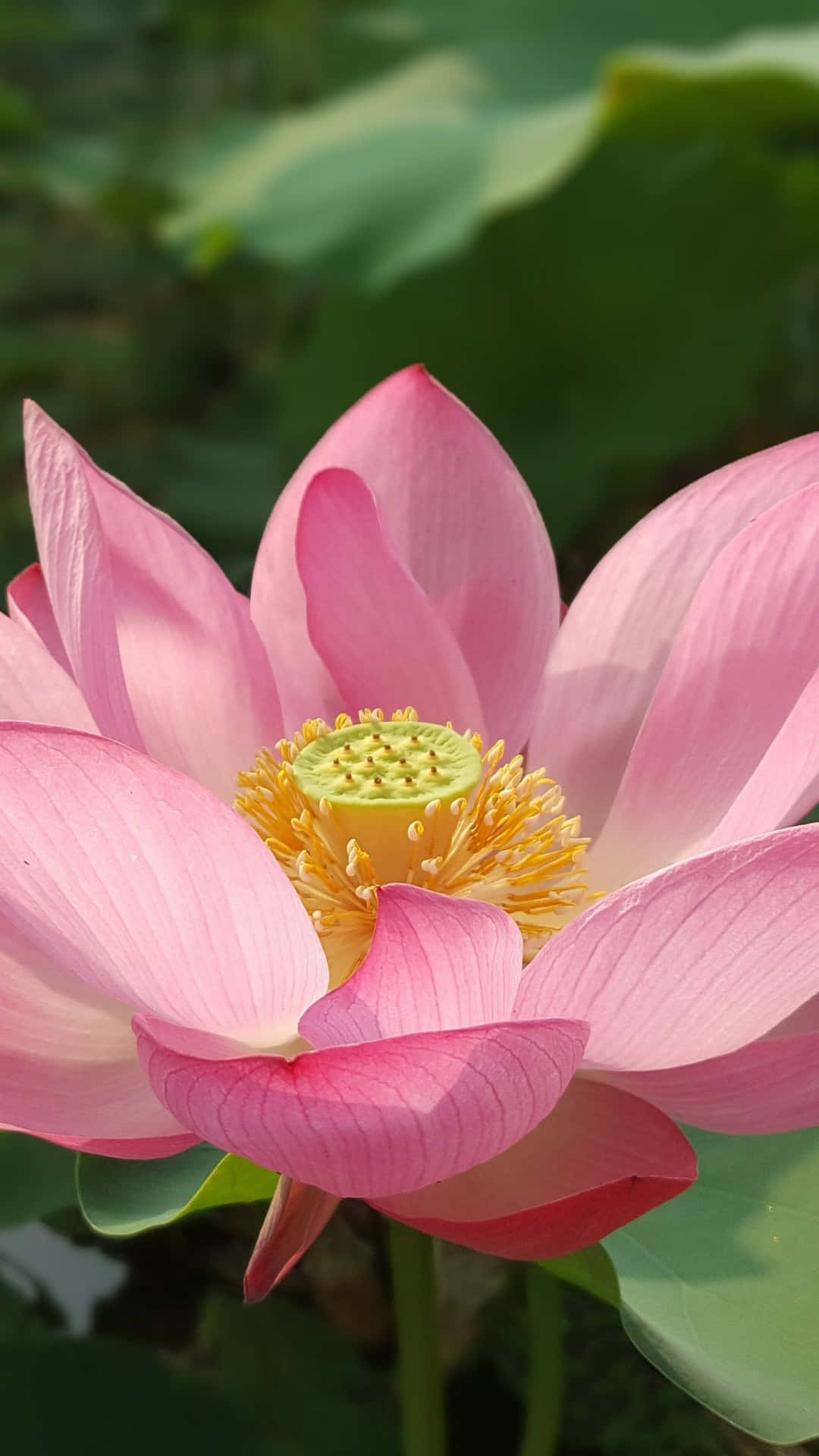 A Pink Lotus Flower Is Growing In A Pond