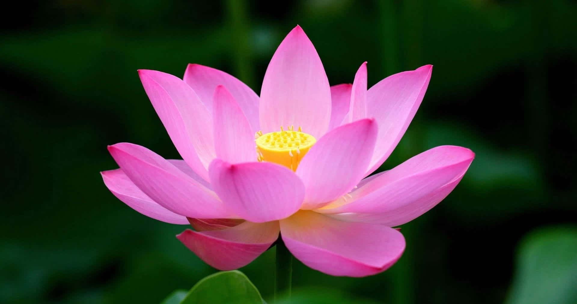 Envacker Rosa Lotusblomma Blommar I En Fridfull Trädgård.