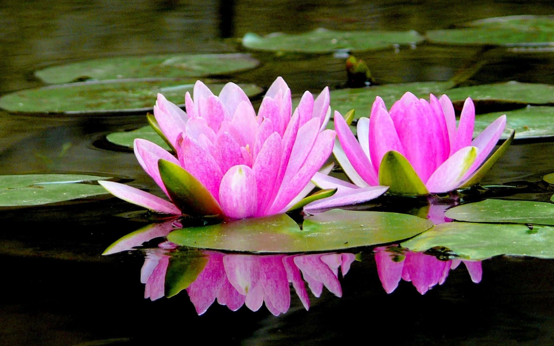 Two Pink Water Lilies Are Floating In A Pond