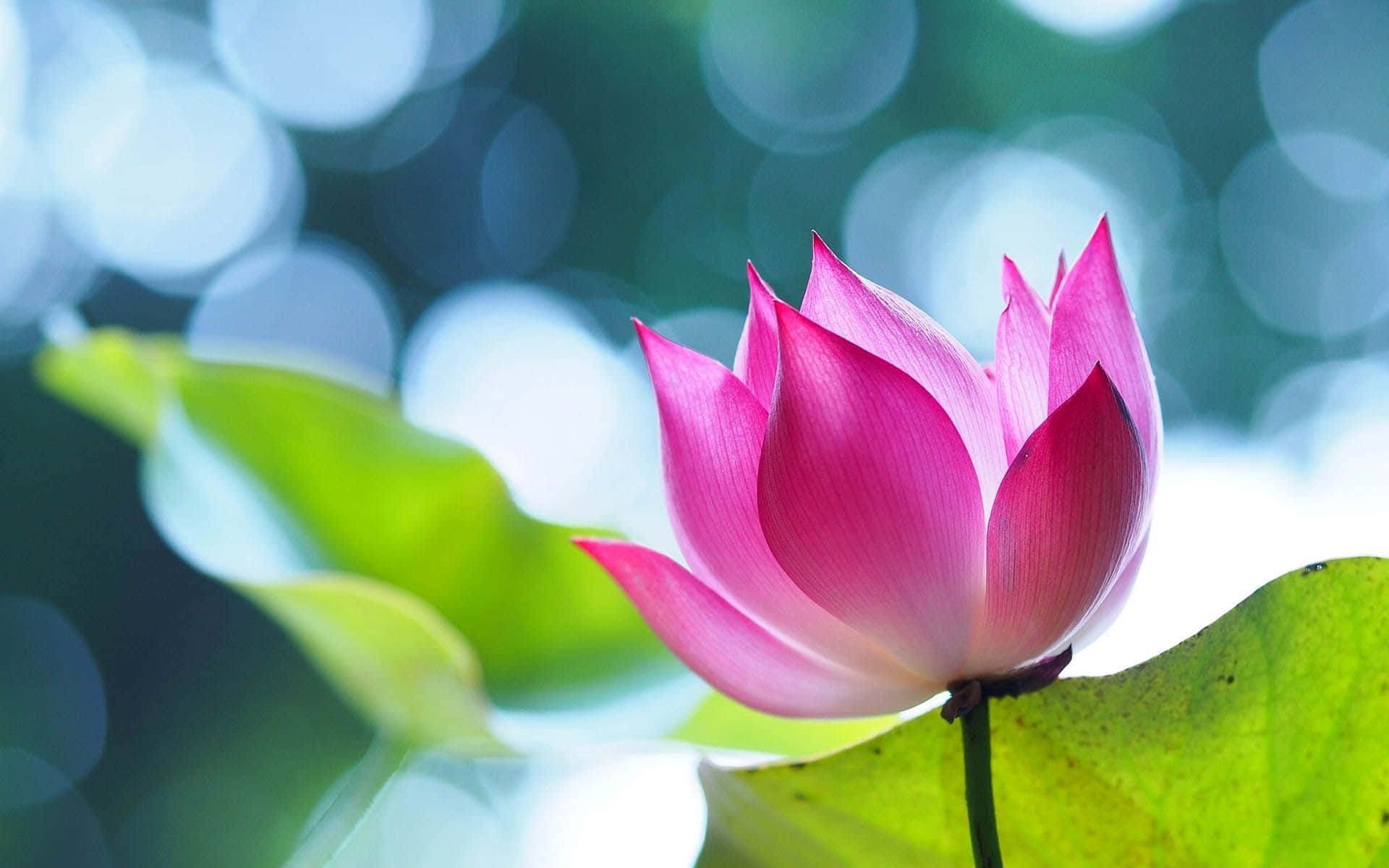 A Pink Lotus Flower in Full Bloom