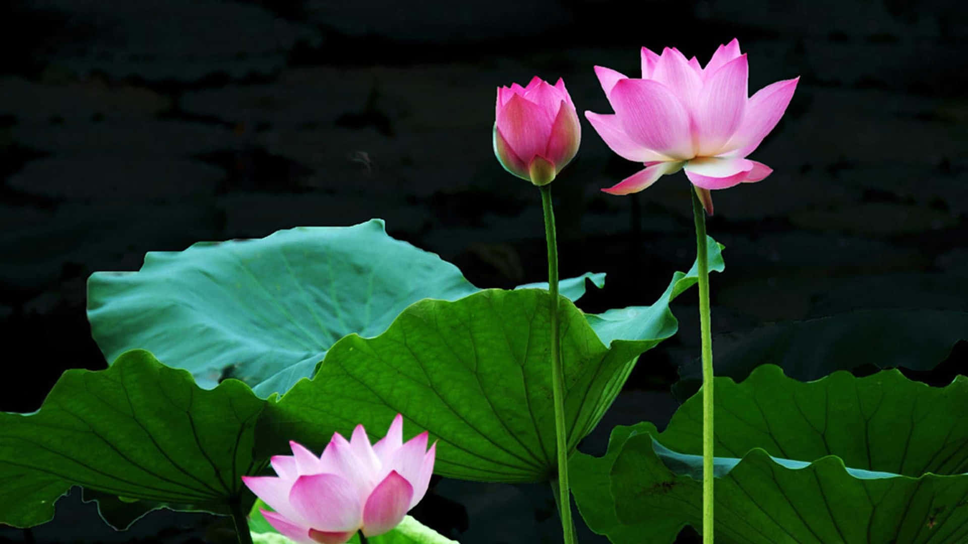 Förundradig Över Skönheten Hos En Livlig, Rosa Lotusblomma I Full Blomning.
