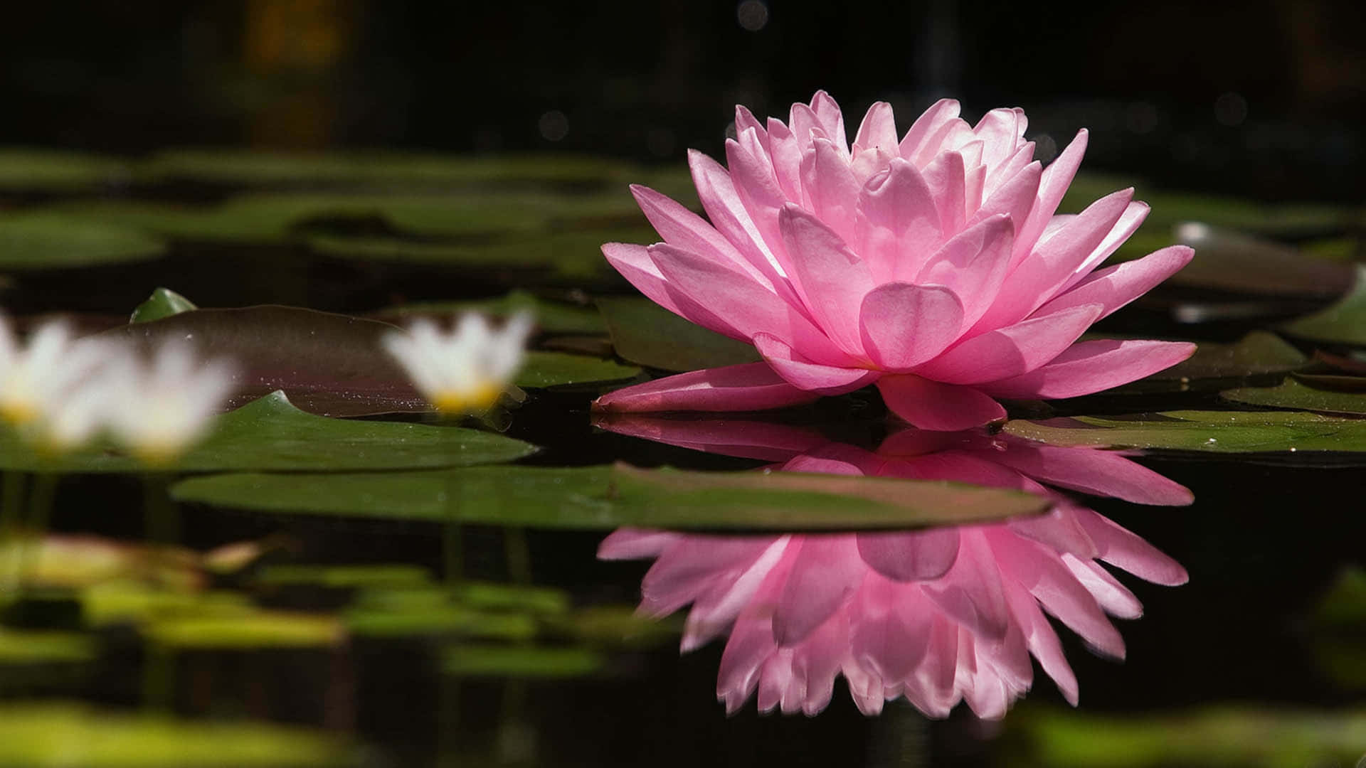 Lotus Flower Pictures