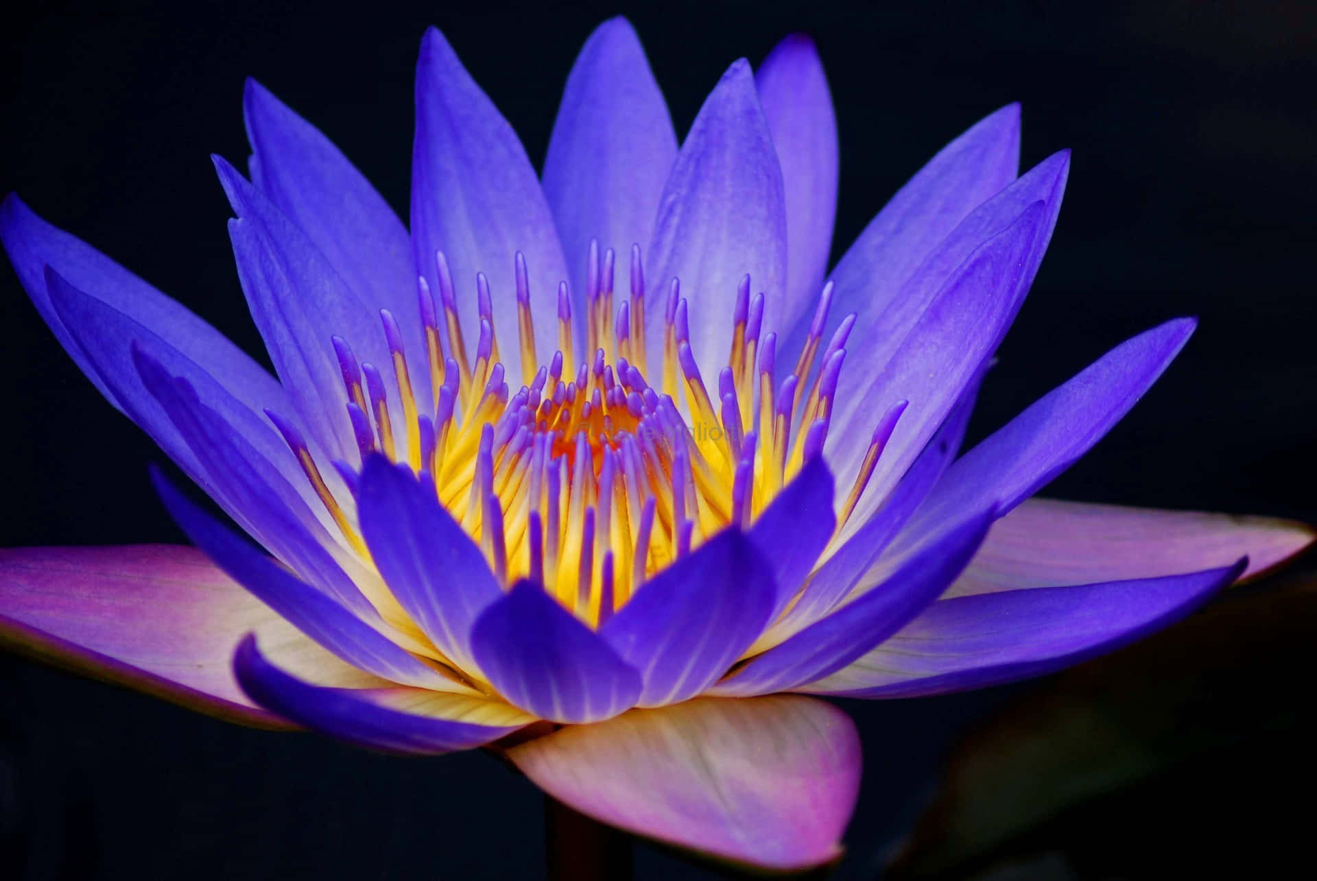 Lotus Flower Pictures