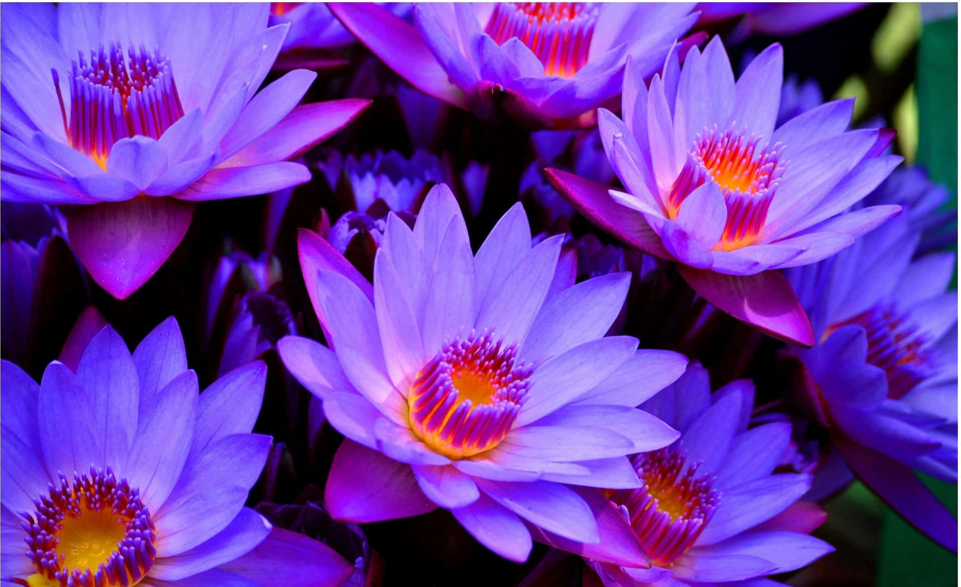 Lotusblomstbilleder