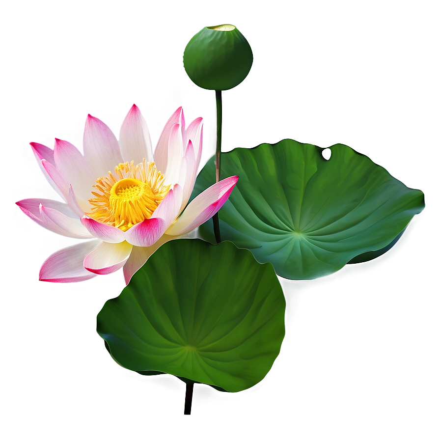 Lotus Flower Transparent Png Wjs24 PNG