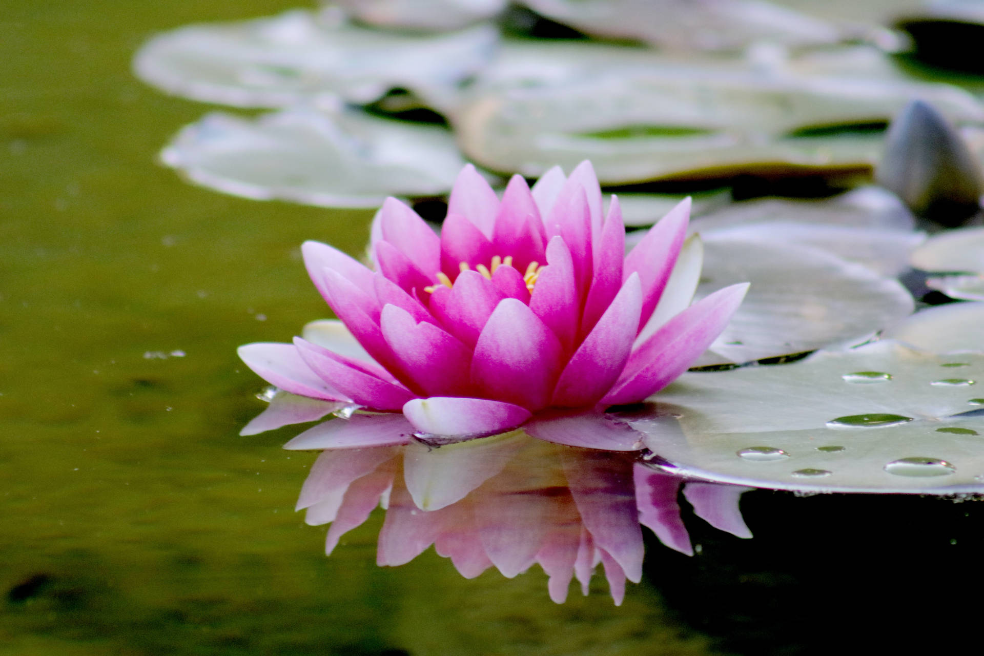 Serene Lotus Flower pond - Mesmerizing Beauty of Nature Wallpaper