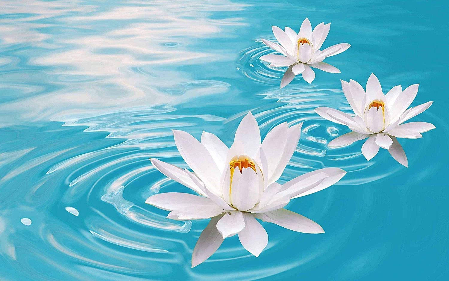 Lotus Flowers On Clear Blue Water Wallpaper