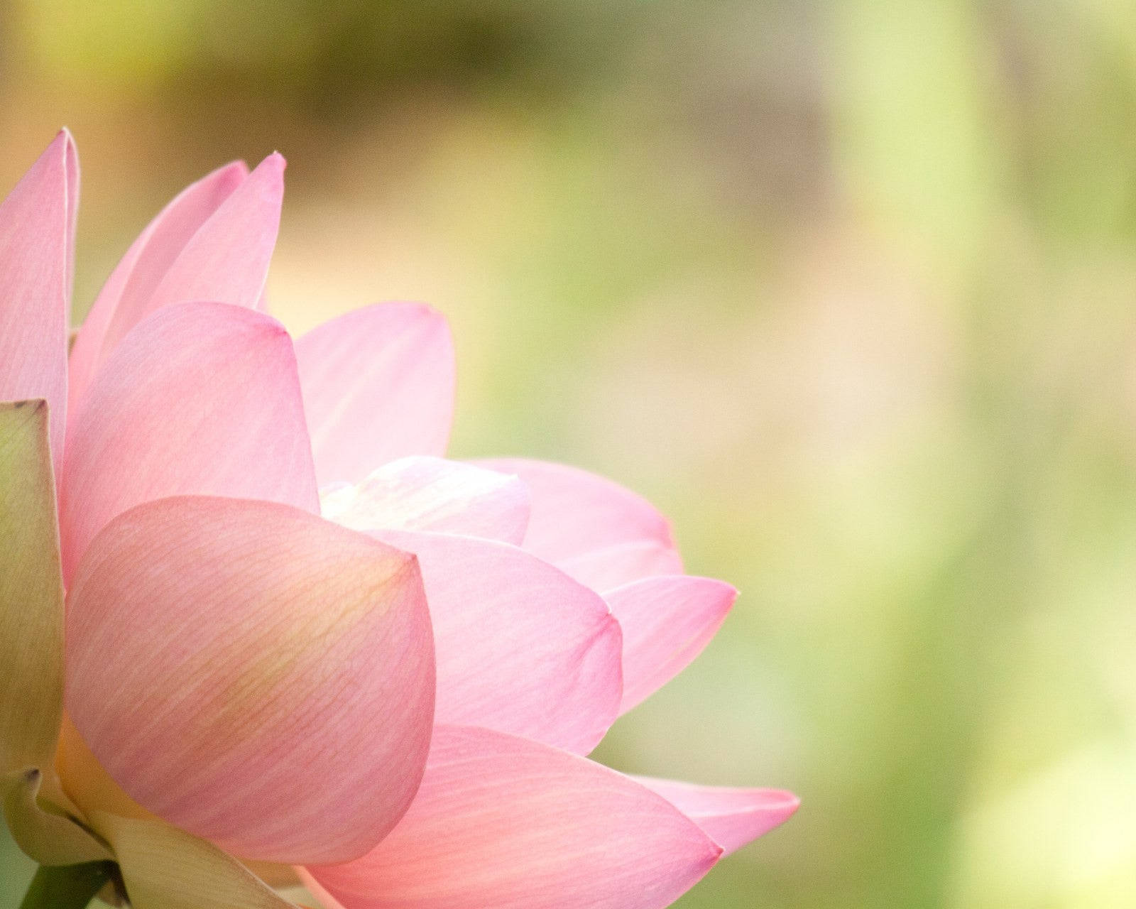 Caption: Tranquil Elegance: A Lotus Blooming in Soft Hues Wallpaper