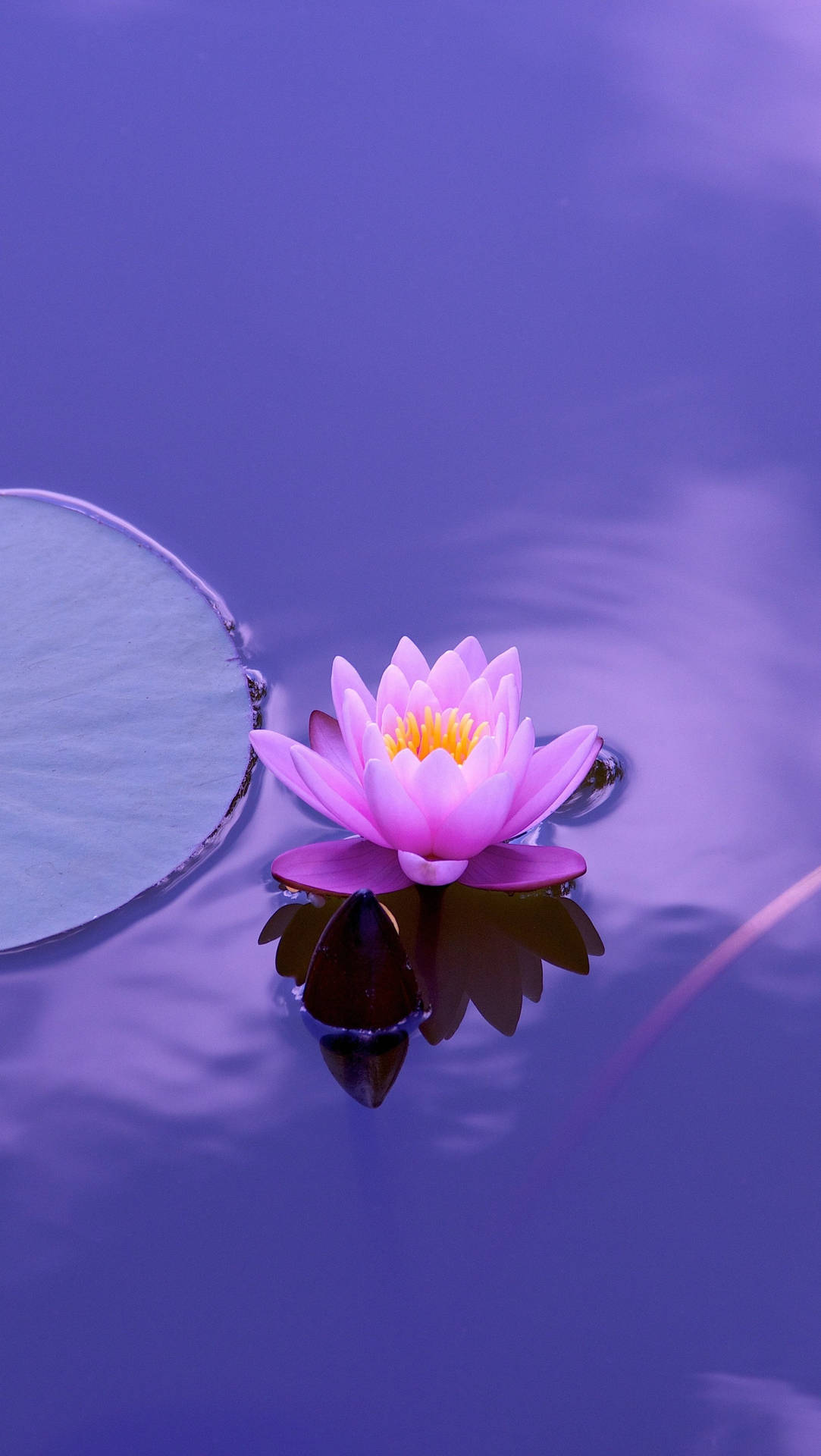 Lotus In Purple Aesthetic Wallpaper