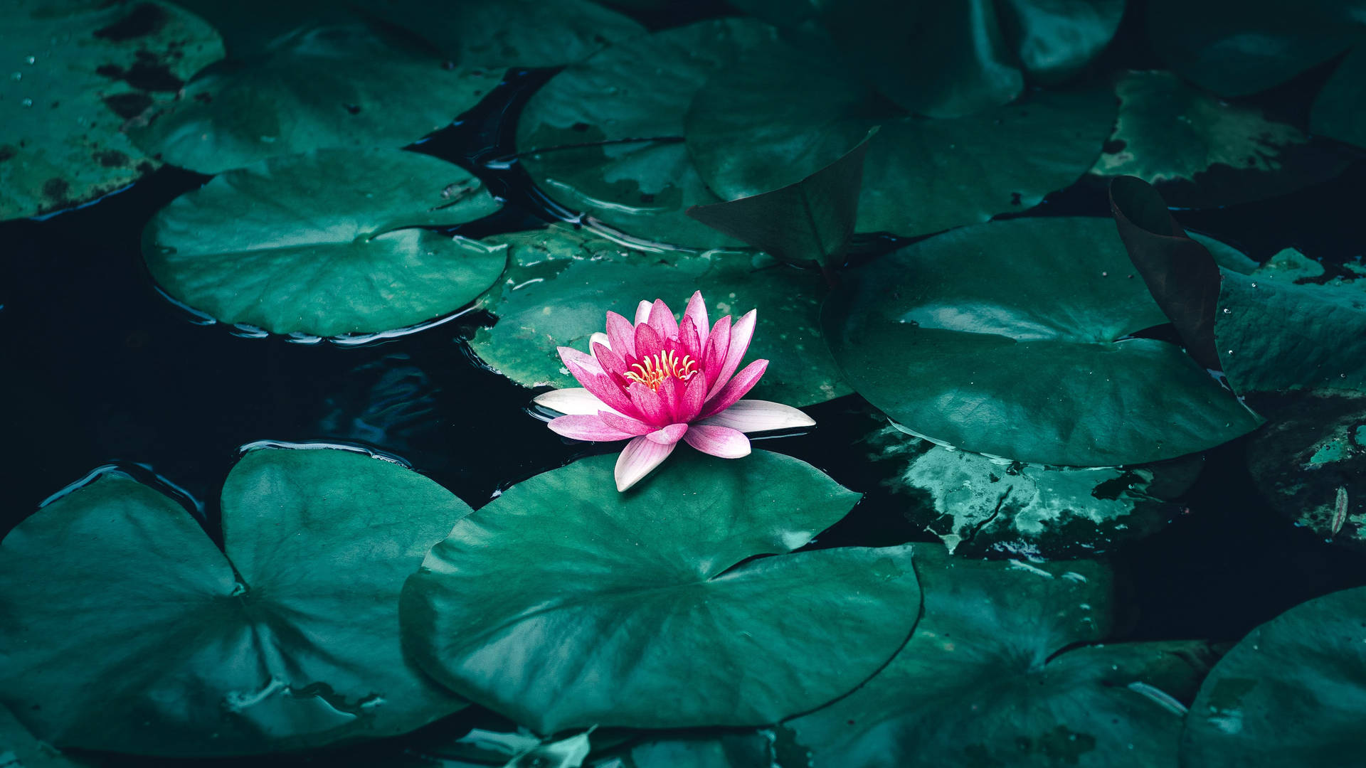 Lotus In The Pond Wallpaper