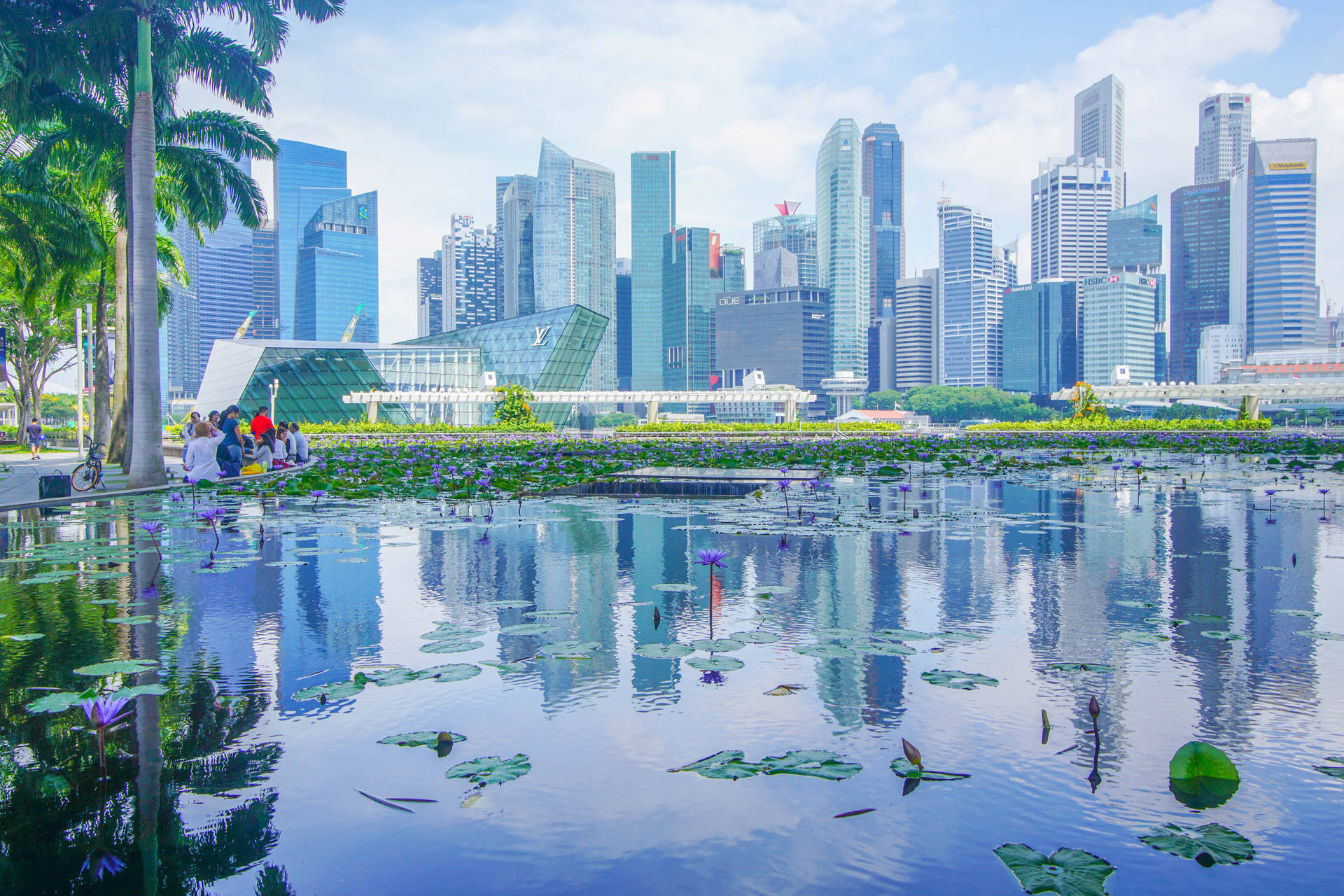 Lotus Pond In Singapore