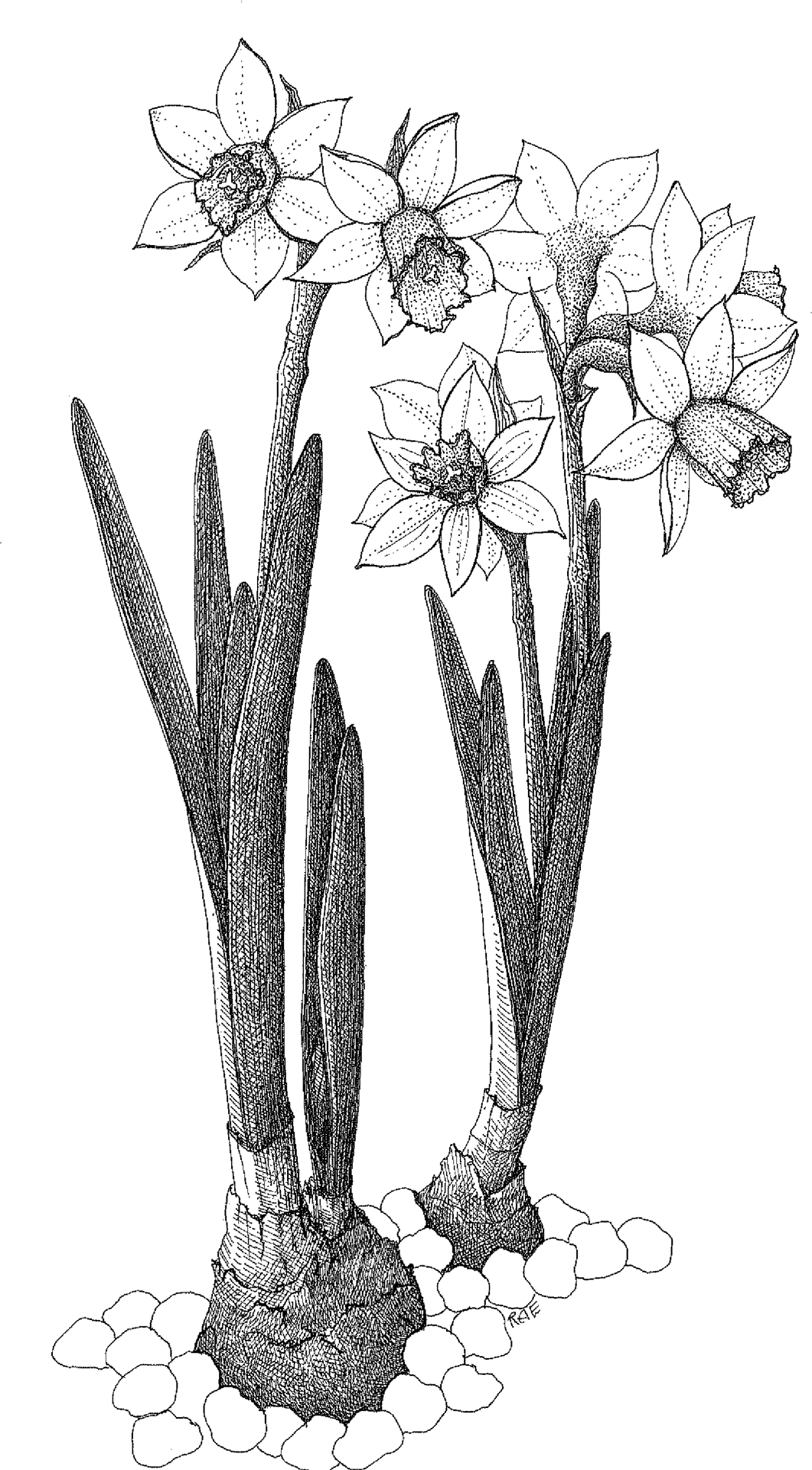 Lotus_ Flowers_ Line_ Art PNG