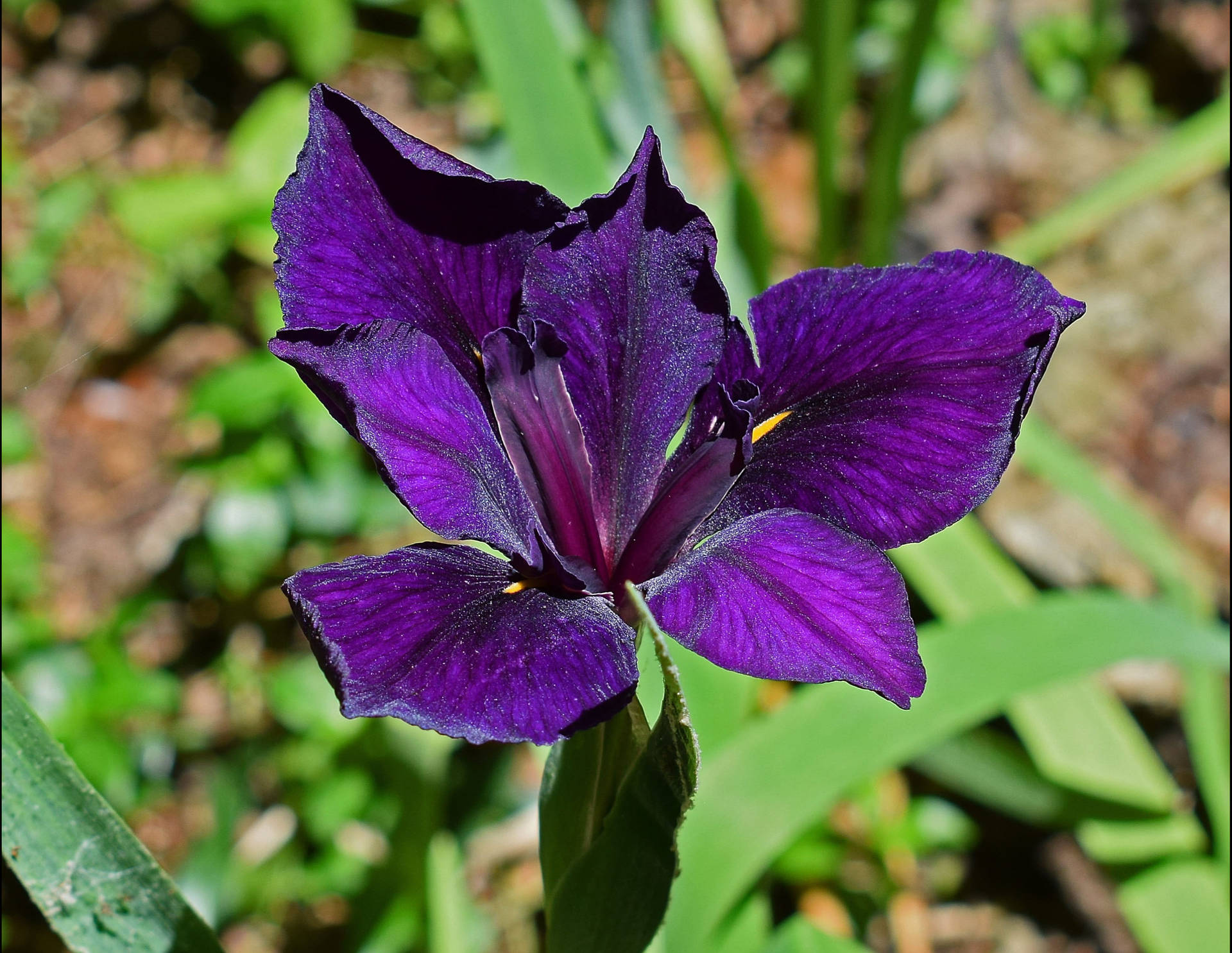 Louisiana Iris Flower