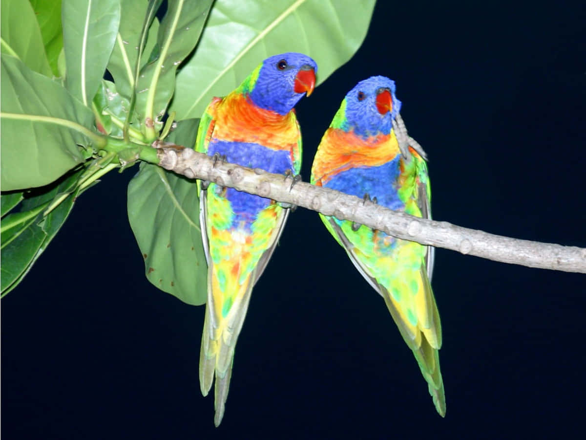 Liebesvögel,die Sich Gegenseitig Zuflüstern