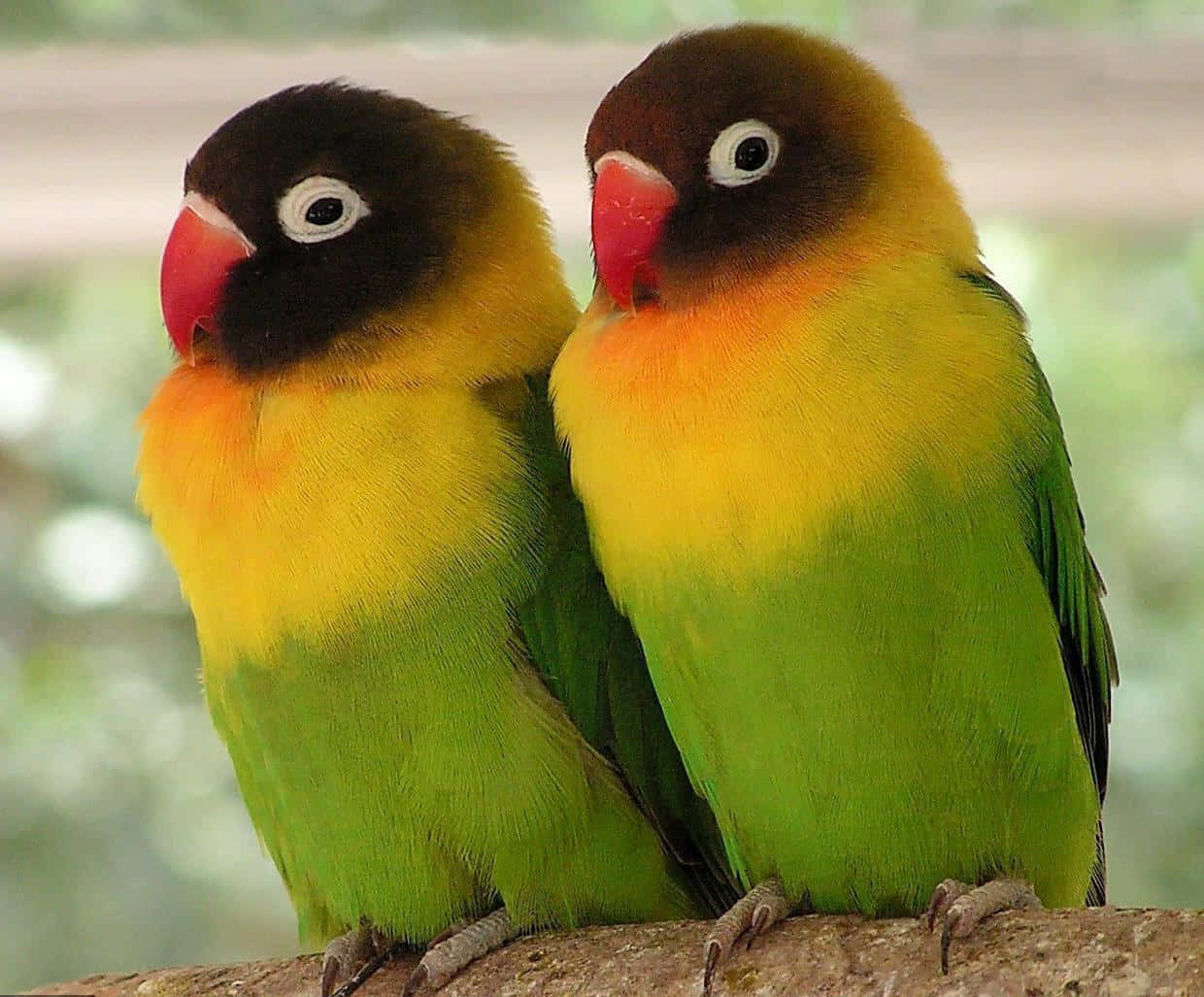 Bird Love is Eternal