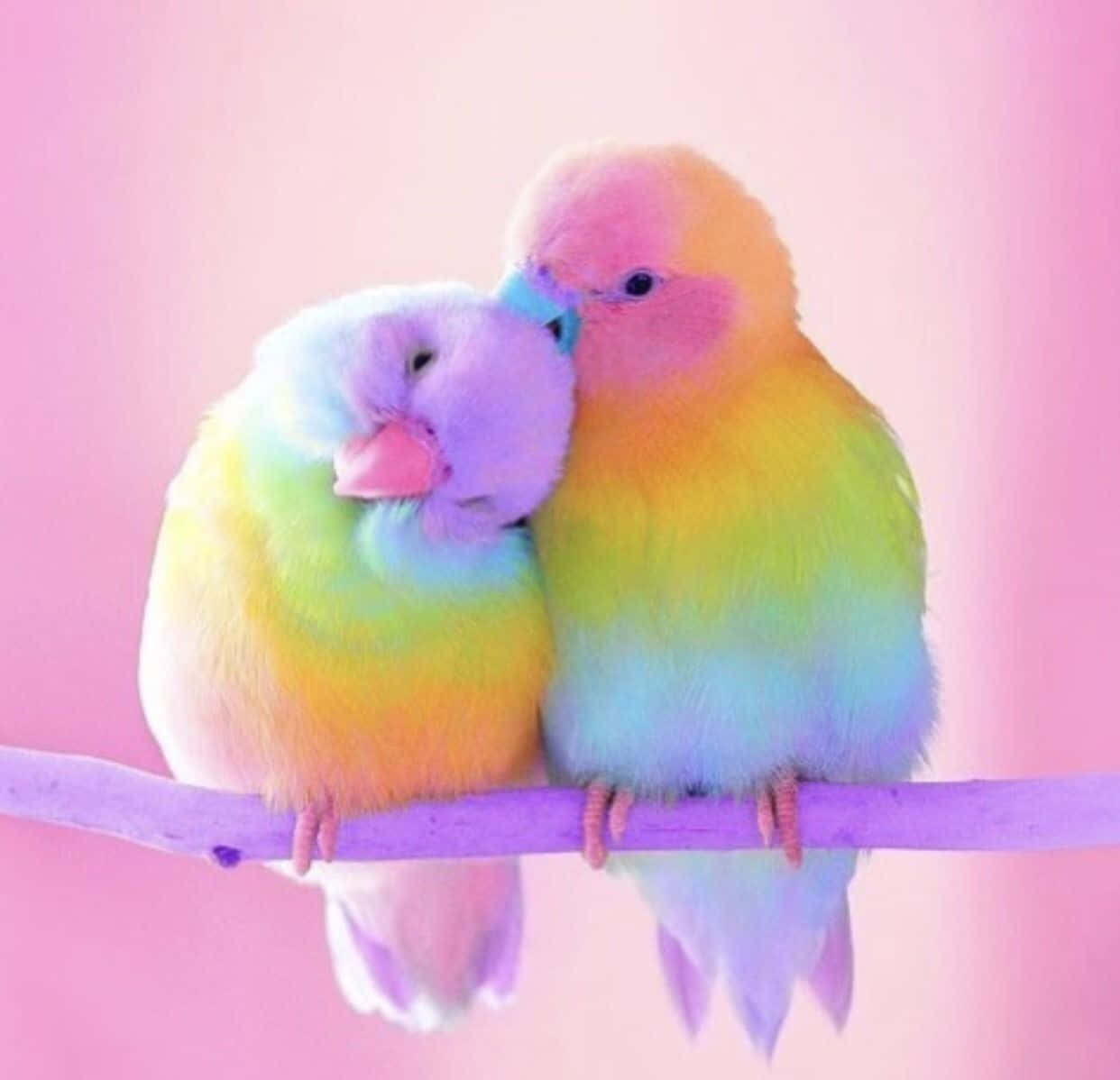 Two Colorful Birds Sitting On A Branch