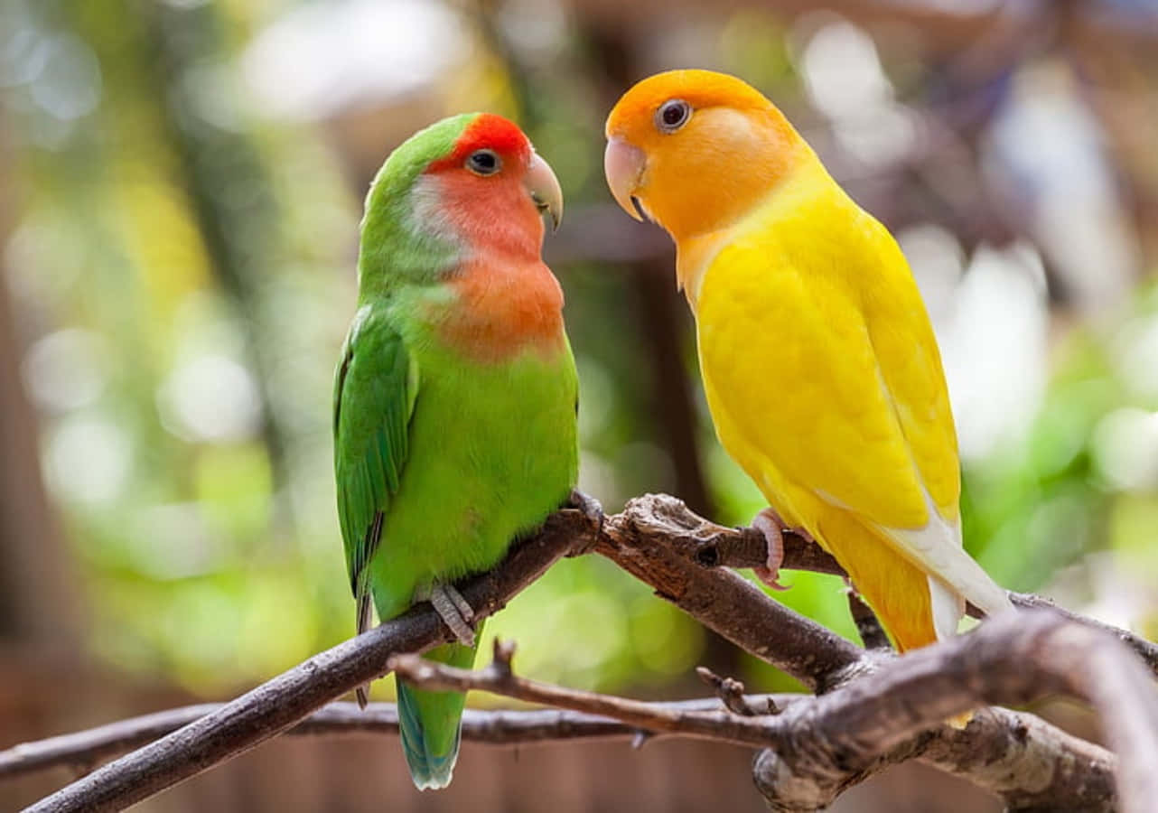 most beautiful images of love birds