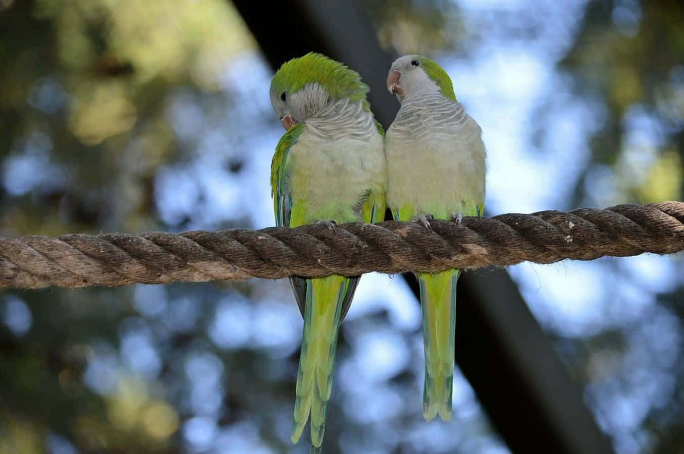 Tokærestefugle Nyder Verden Sammen.