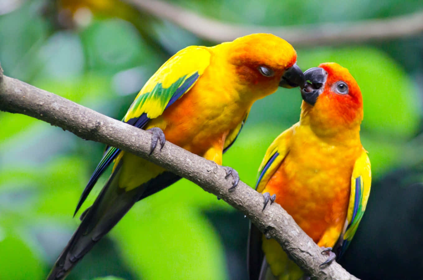 A pair of love birds show their affection for one another.