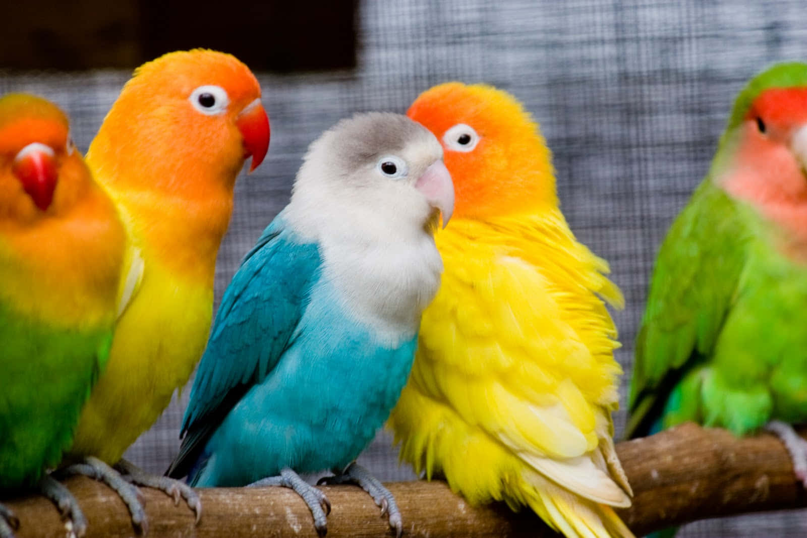 Tokærlighedsfugle Sidder Sammen I Et Træ.