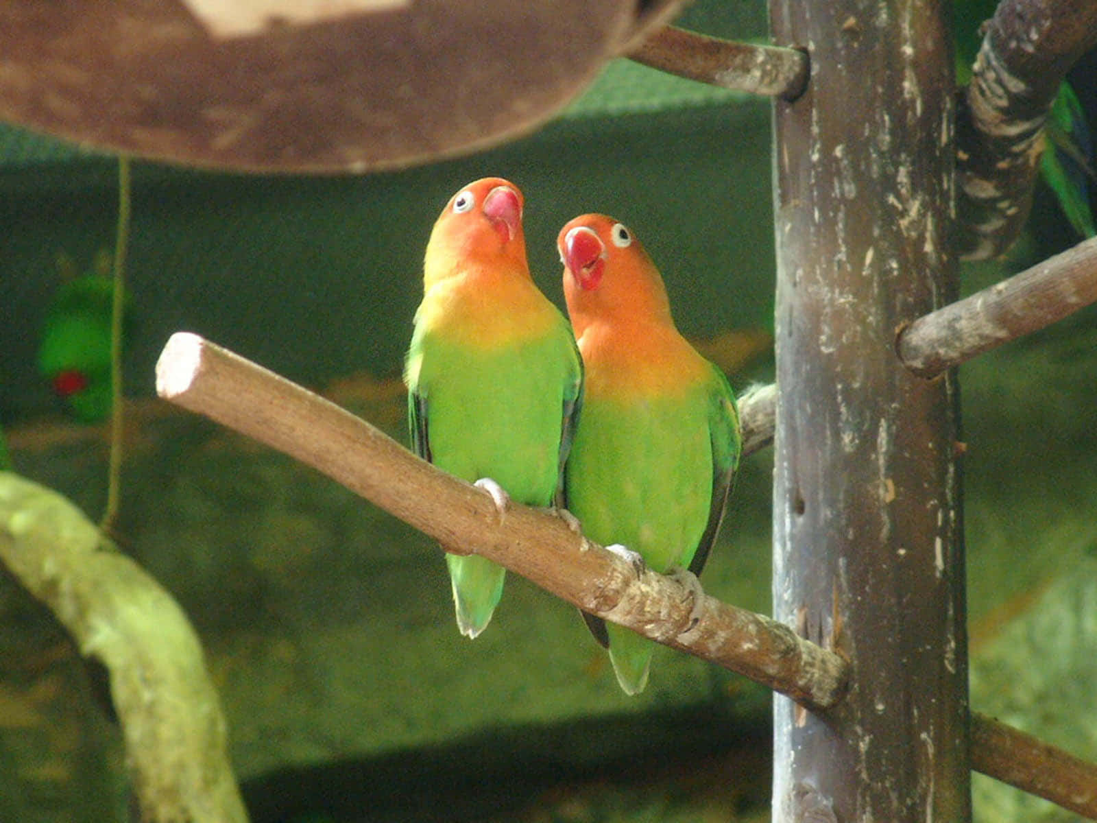 Liebesvögelverbringen Gemeinsam Schöne Zeit Miteinander.