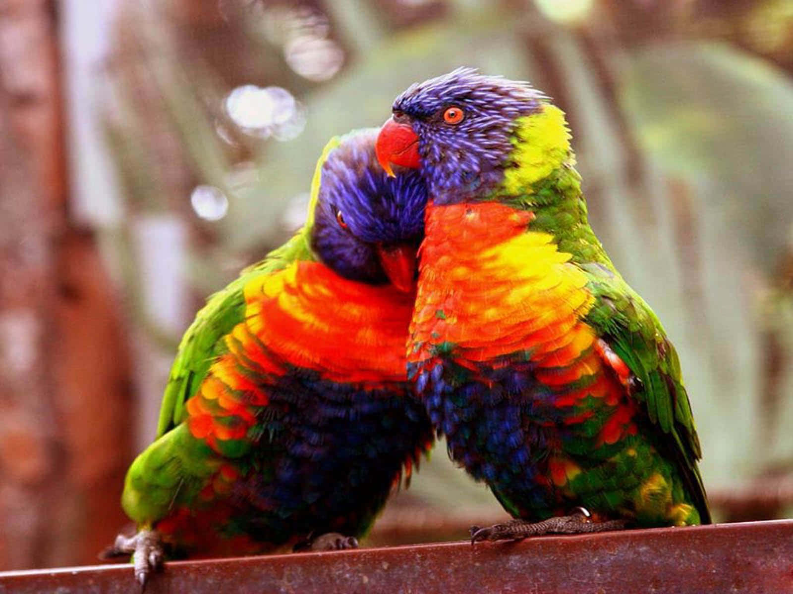 A peaceful moment of two love birds