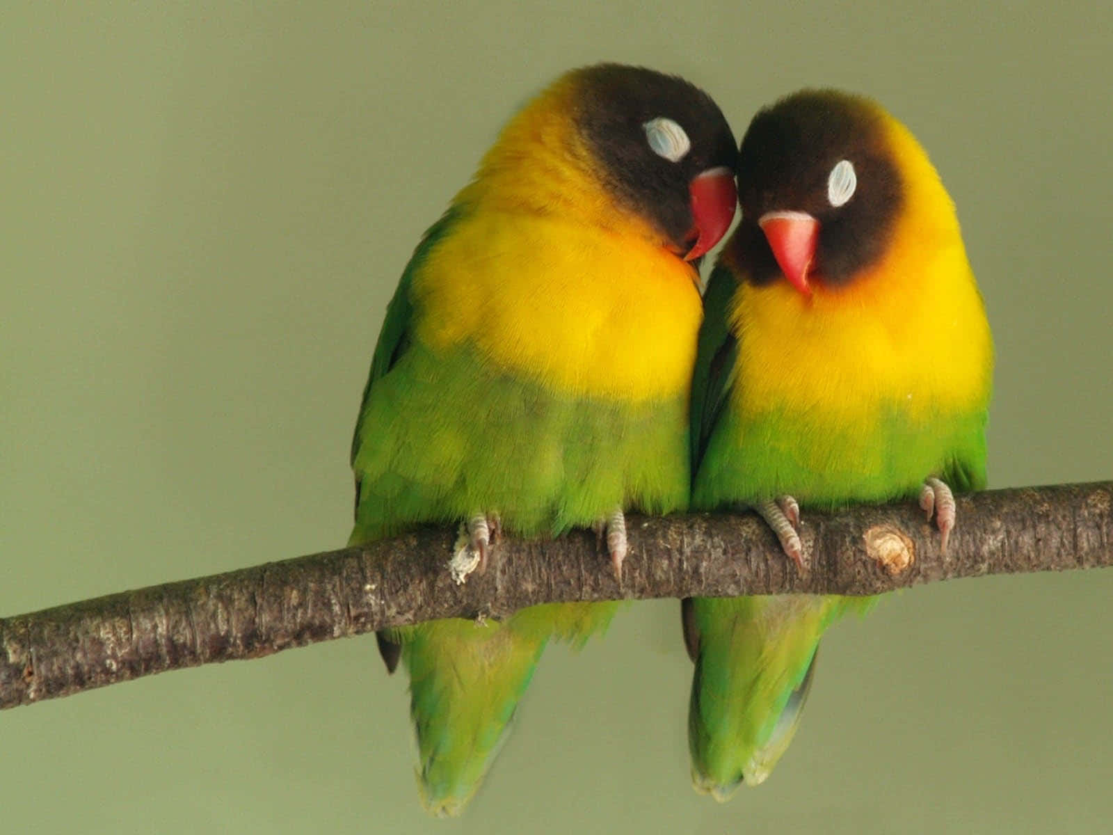 "Two Love Birds, Twinning in Love”