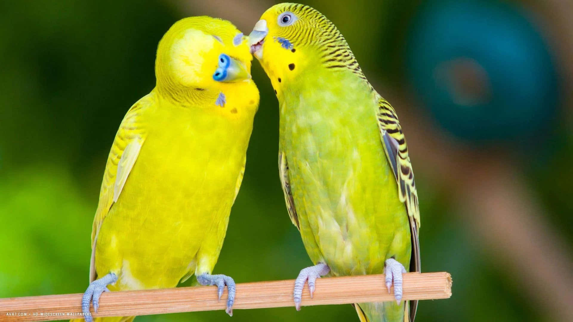 Zweiliebende Vögel, Für Immer In Harmonie