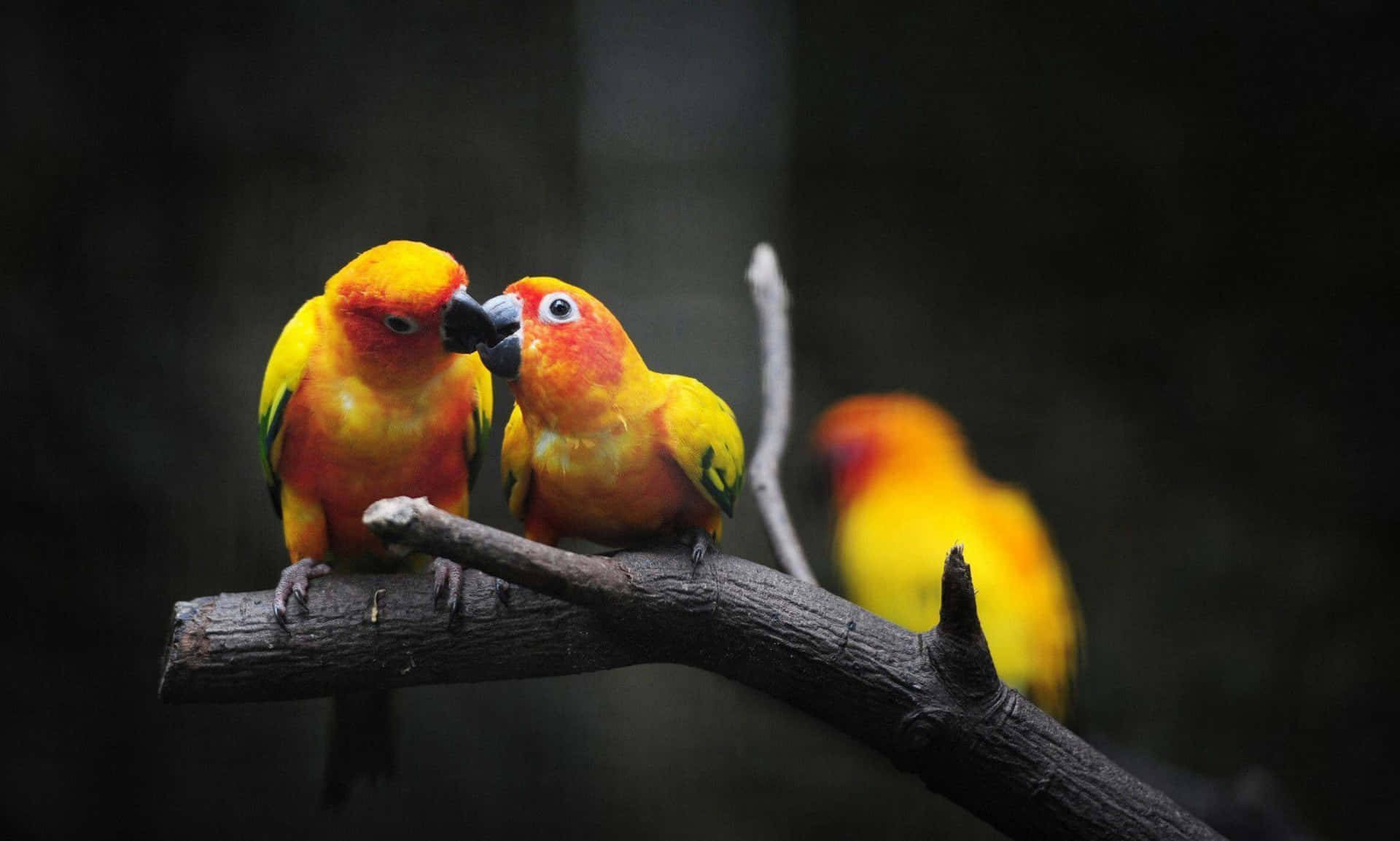 Tvåförälskade Fåglar I En Omfamning