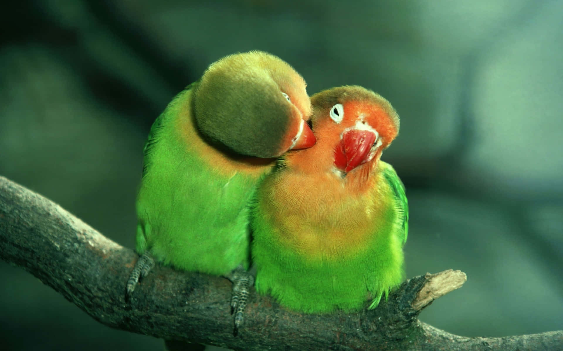 Two love birds embracing one another