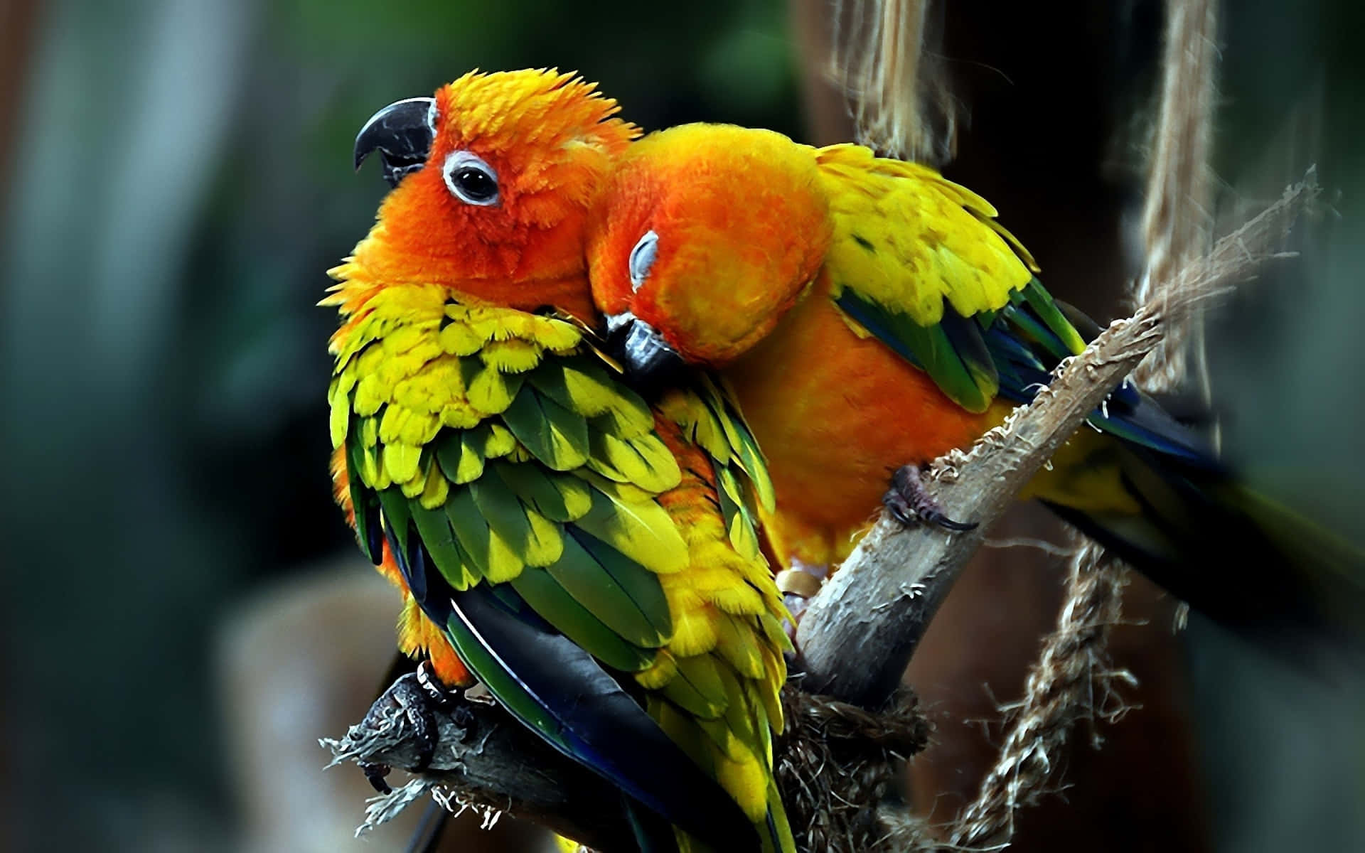 Envacker Symbol För Kärlek, Representerad Av Dessa Två Kärleksfåglar!