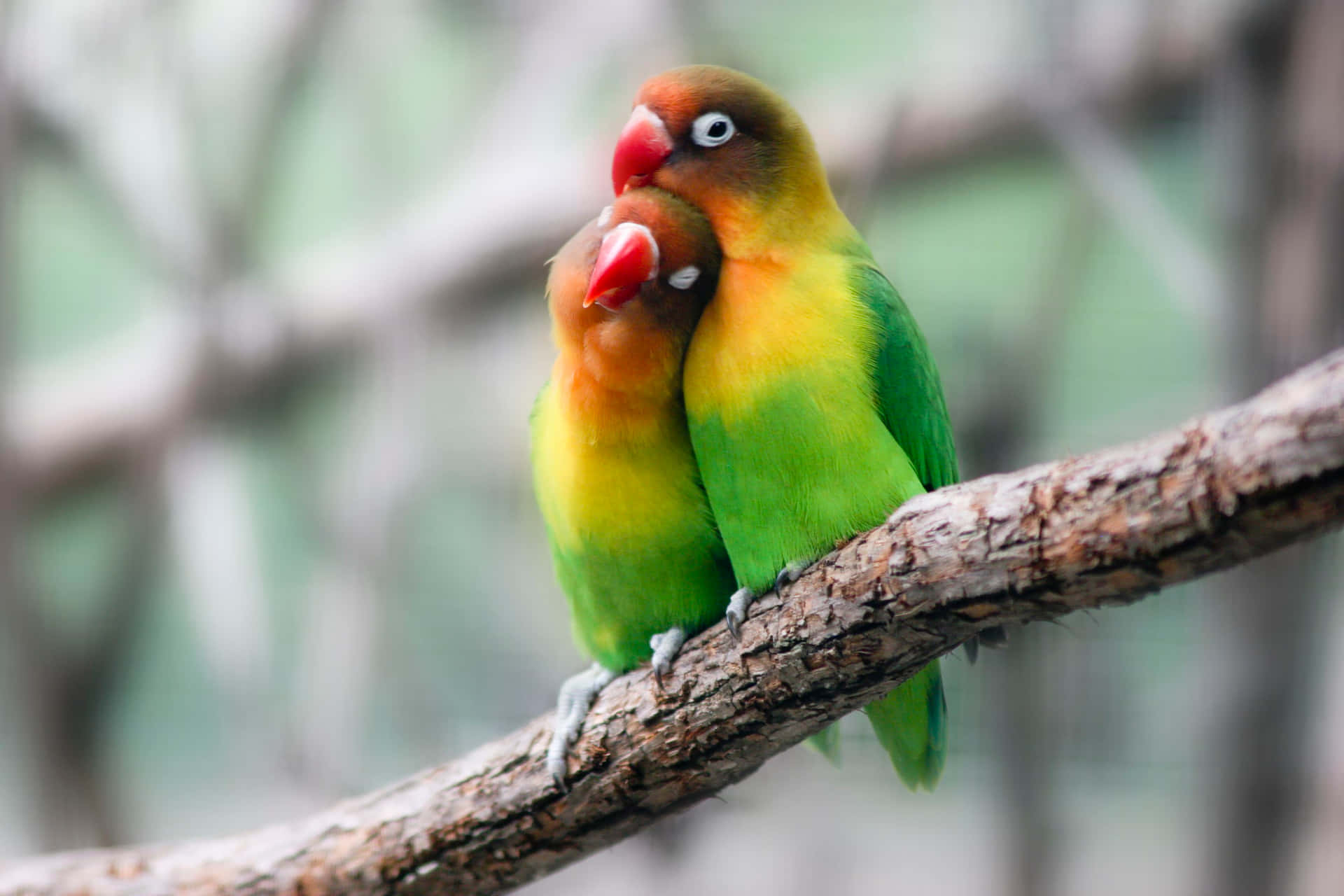 A Loving Moment Between Love Birds
