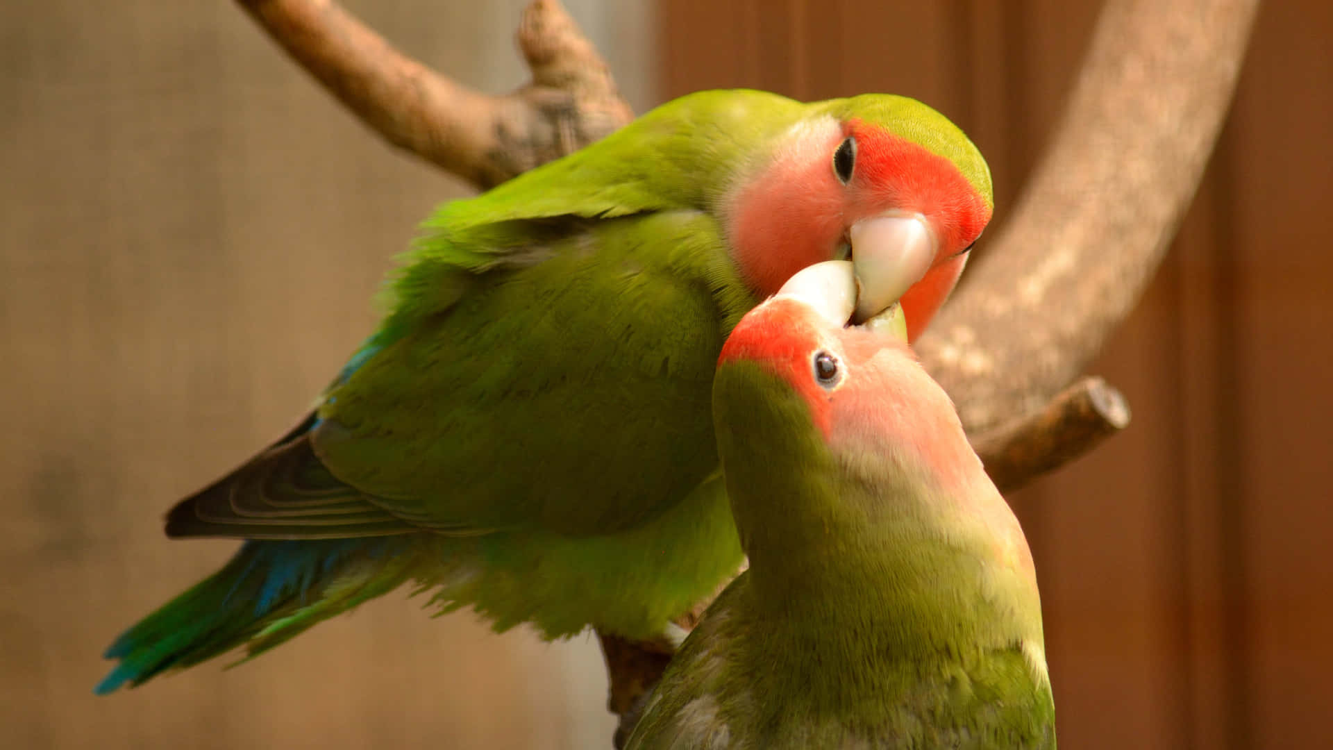 Tokærlighedsfugle Omfavner Hinanden Som Et Tegn På Deres Evige Kærlighed.