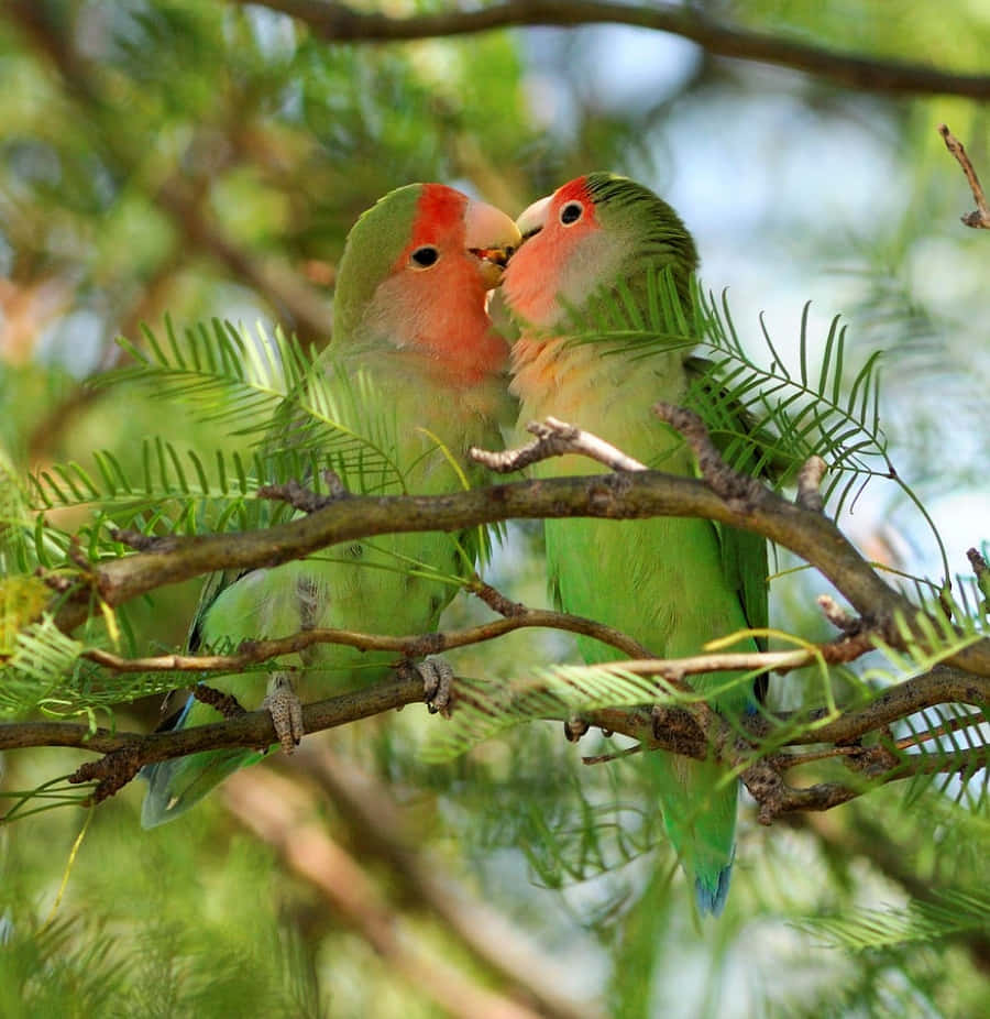 A pair of lovebirds enjoying each other’s company