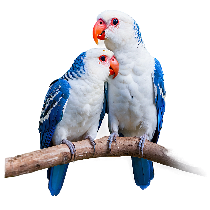 Love Birds Pair Png Ykx68 PNG