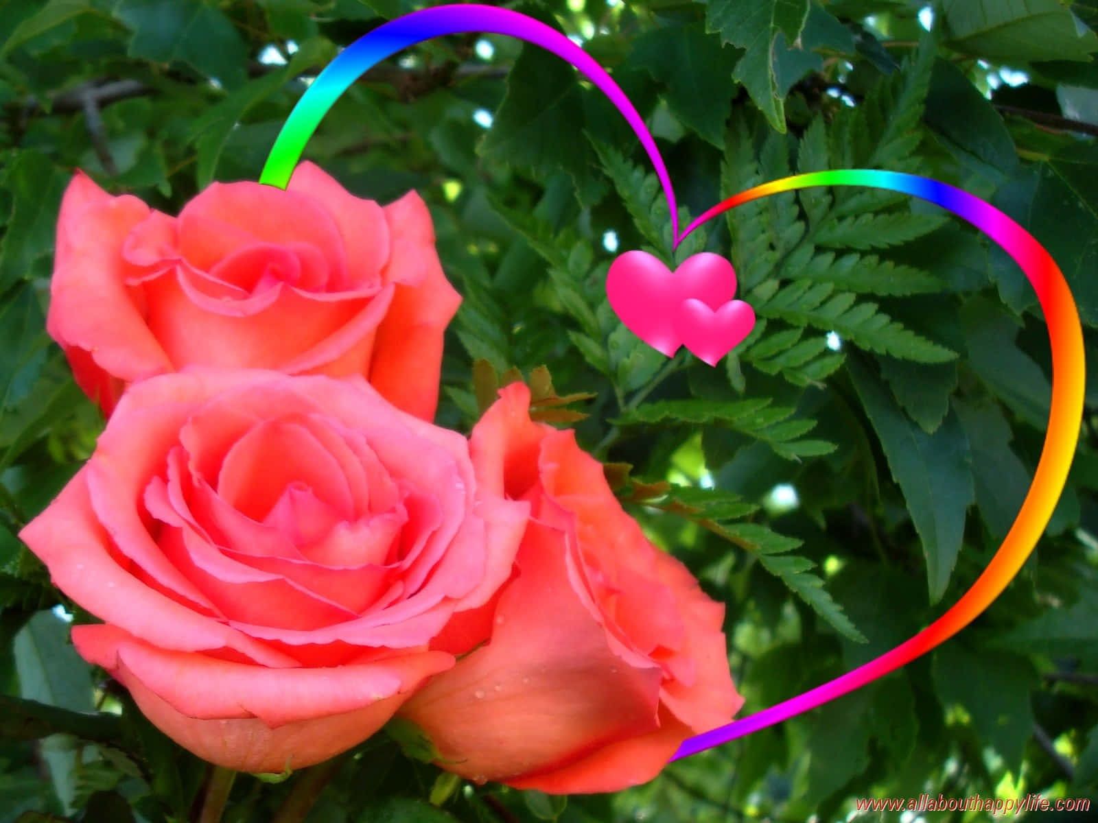 Imagende Flores Rosas Con Amor