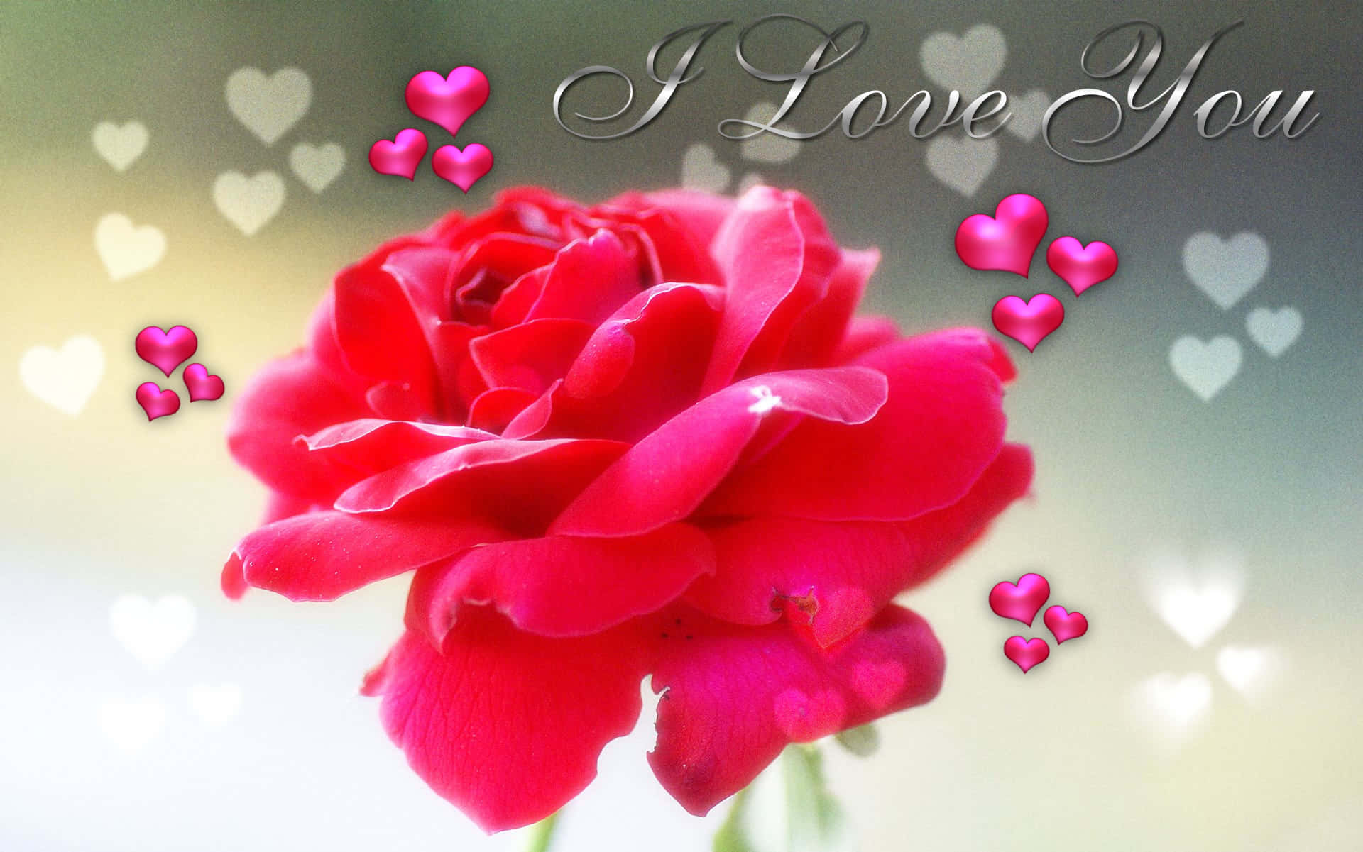Pink Jeg Elsker Dig Blomst Billede