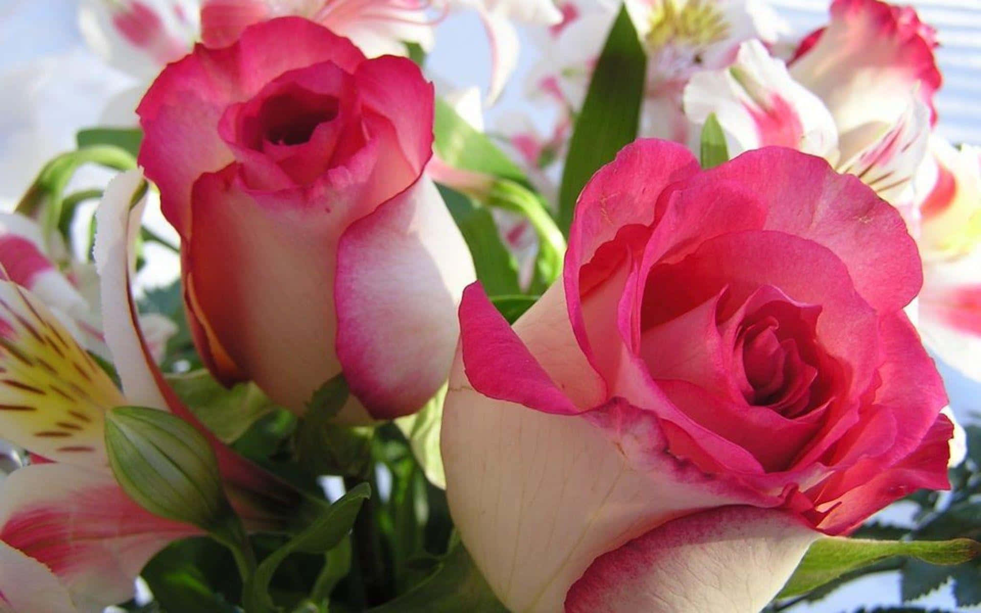 Imagende Flores De Amor En Color Rosa Y Blanco.