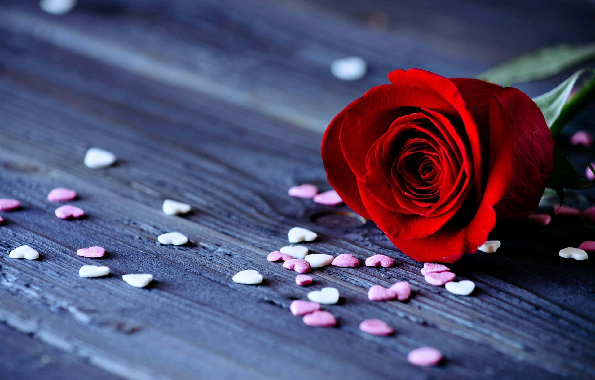 Rotesblumen- Und Herzbild Der Liebe