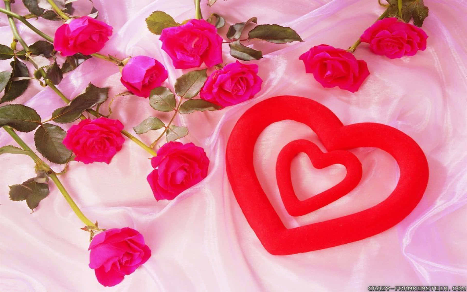 Lyserød rose elsker blomster billede tapet