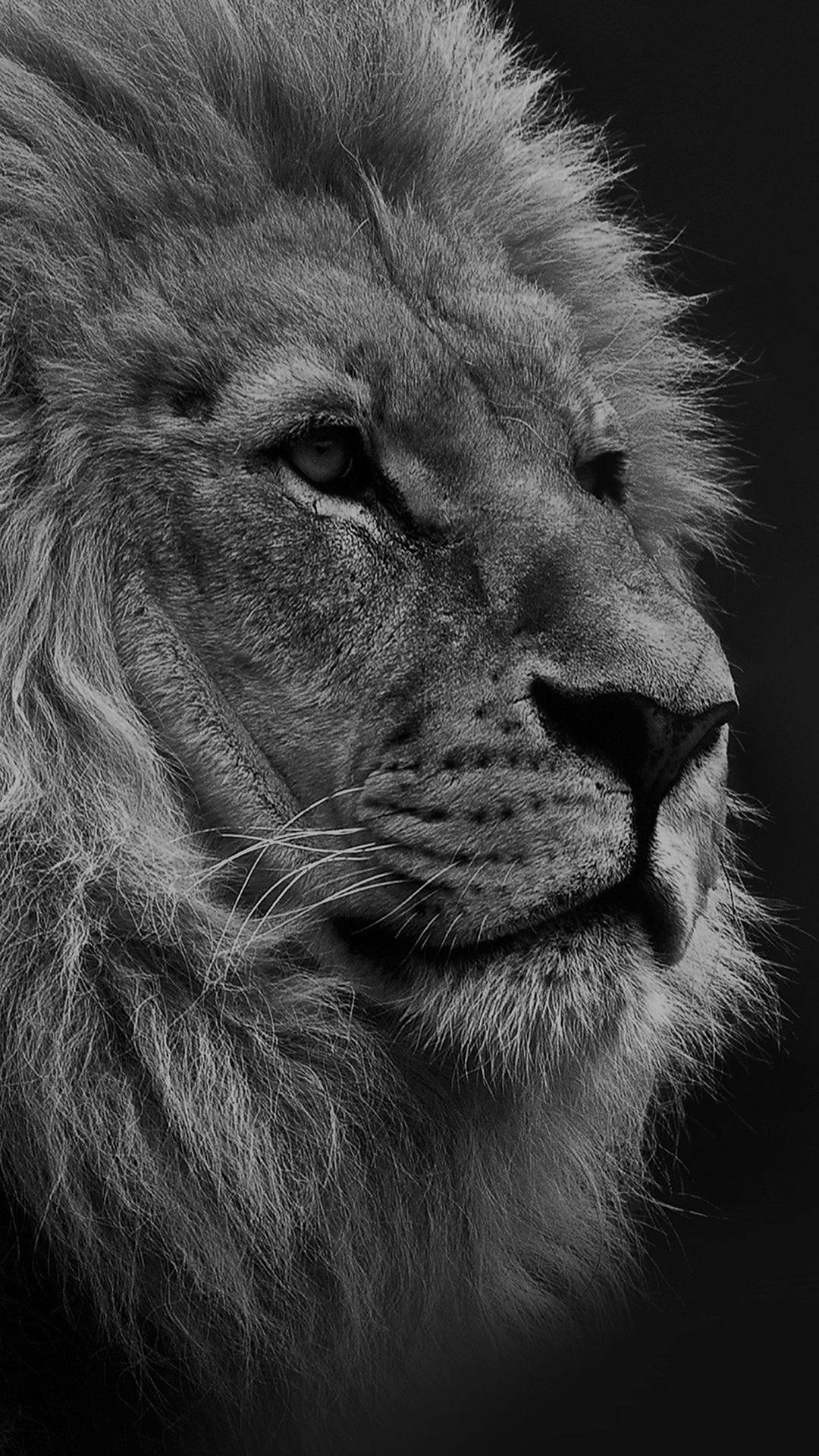 Løve Fra Mørk Iphone Wallpaper